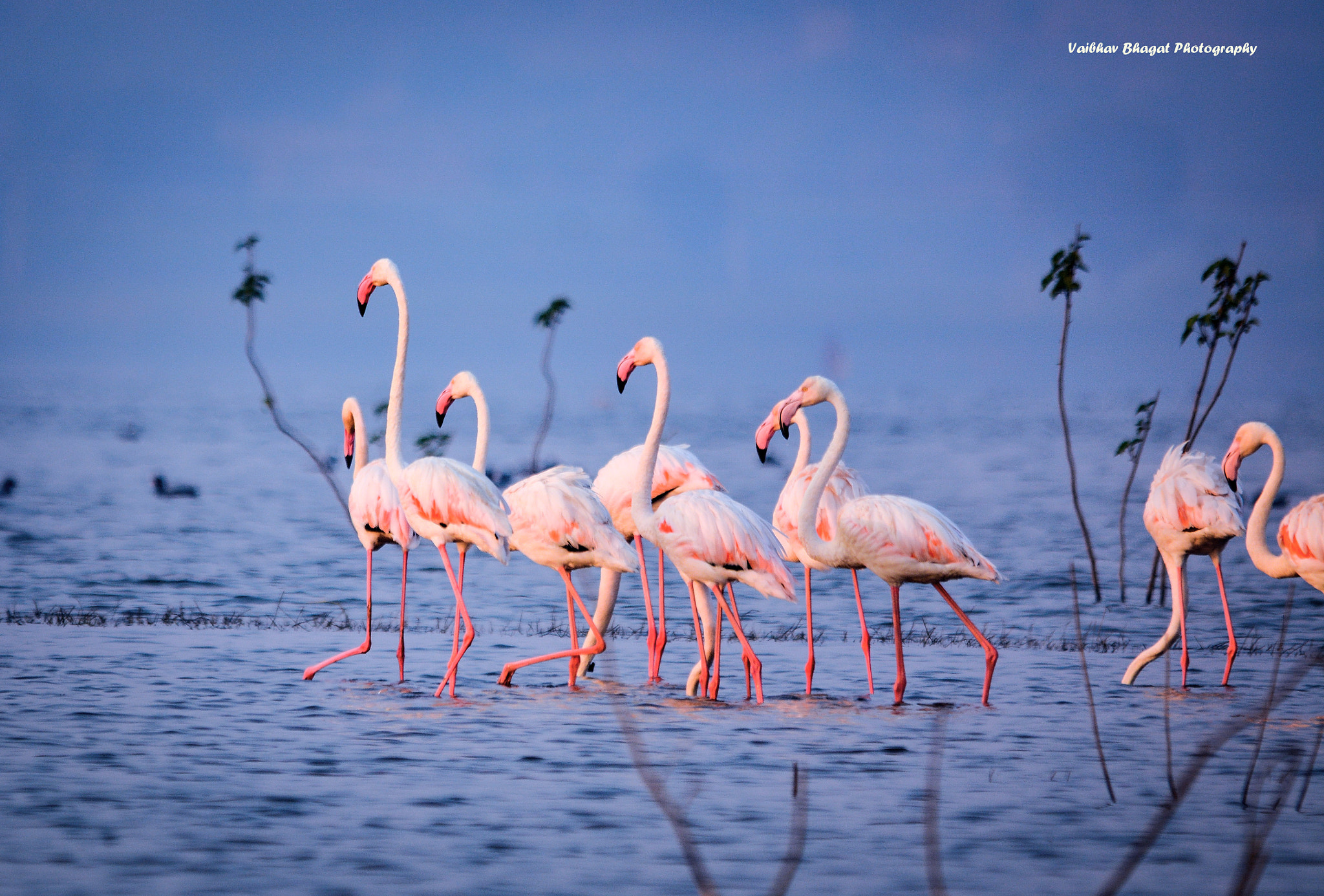 Nikon D5200 + Sigma 150-500mm F5-6.3 DG OS HSM sample photo. Flamingo photography