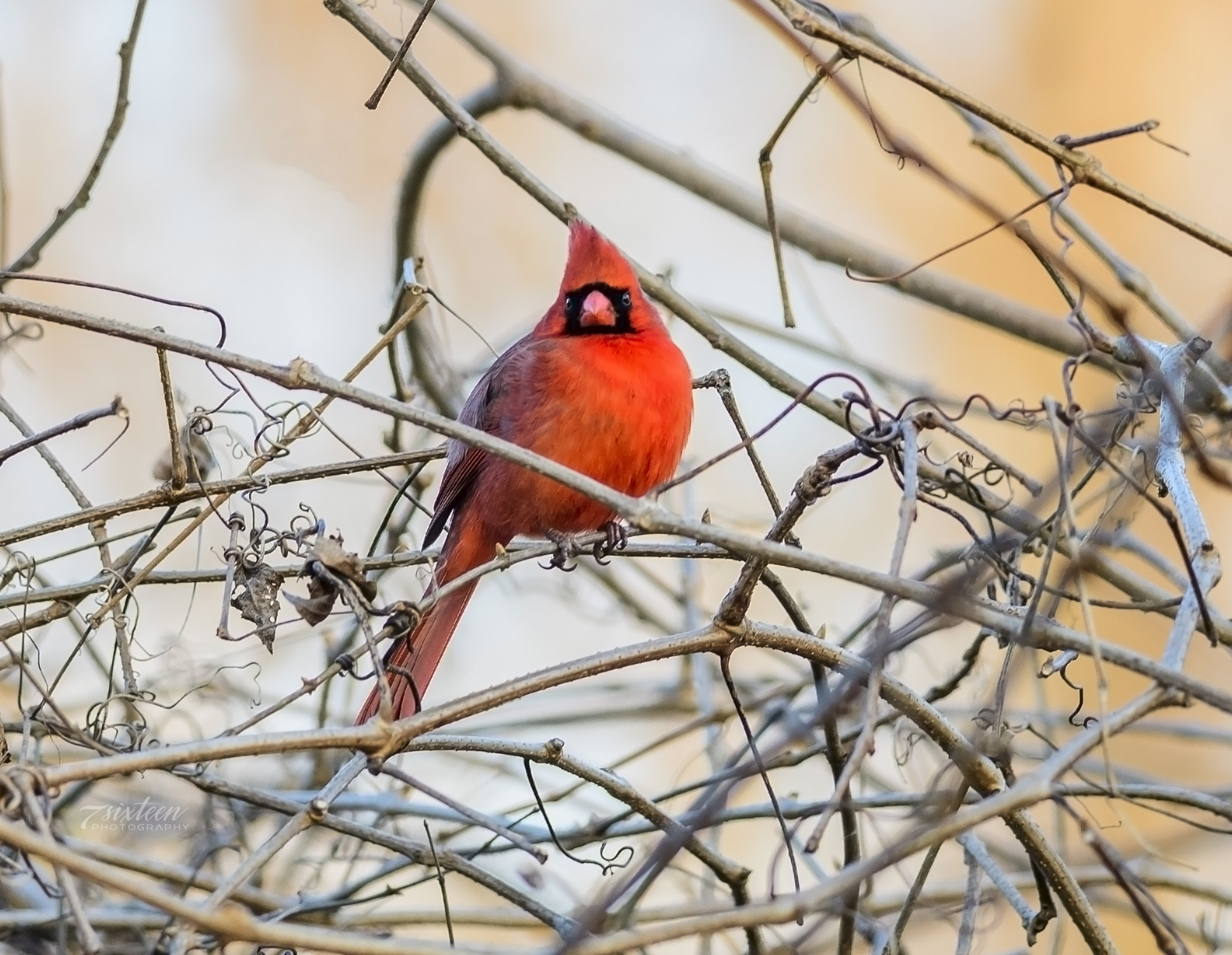 Nikon D500 sample photo. Cardinal red-bird photography