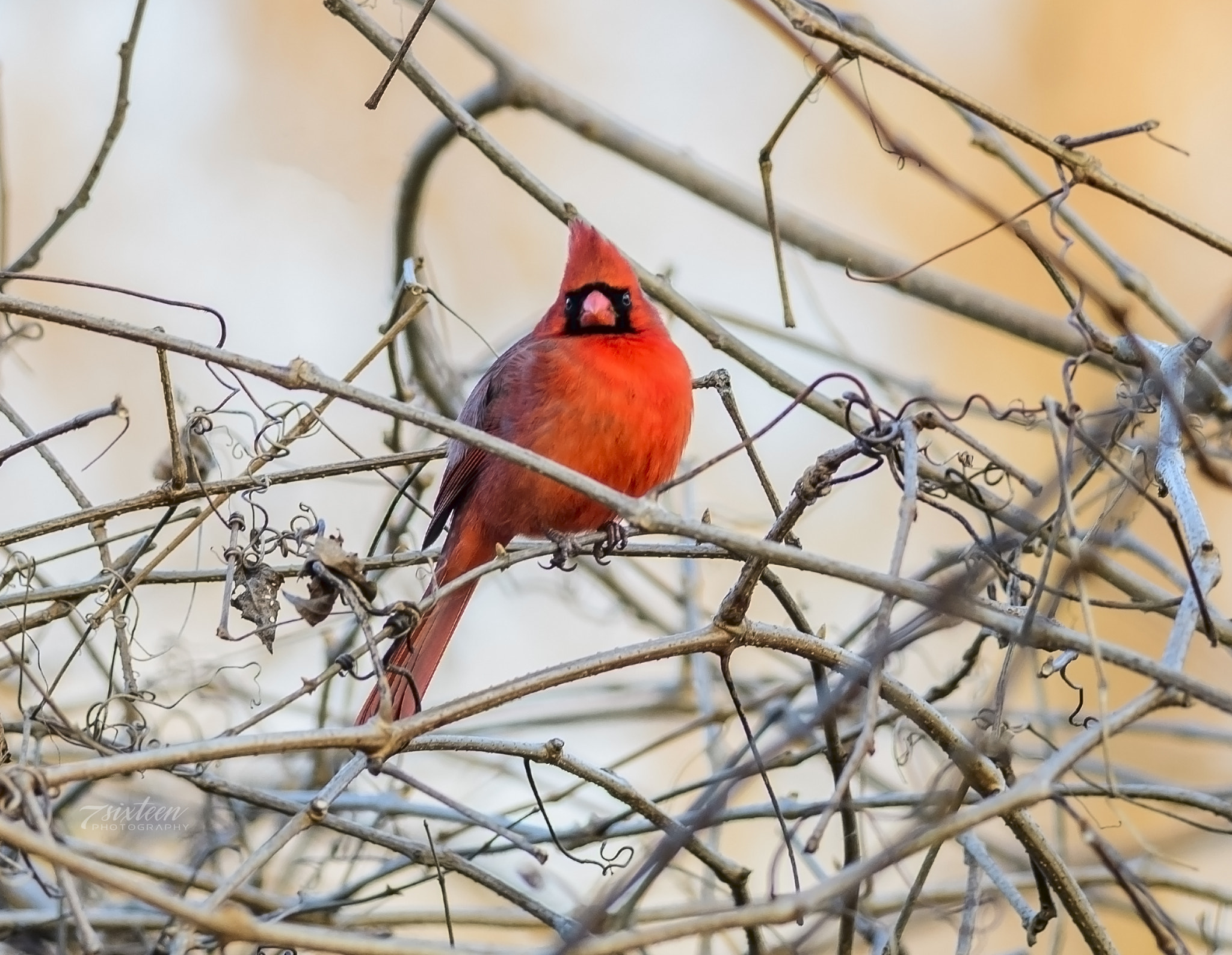 Nikon D500 + Nikon AF-S Nikkor 300mm F4D ED-IF sample photo. Cardinal red-bird photography