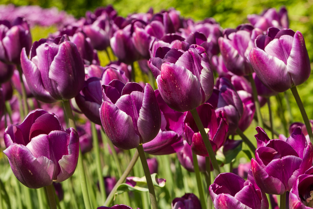 Canon EOS 7D + Tamron AF 28-75mm F2.8 XR Di LD Aspherical (IF) sample photo. Purple tulips photography