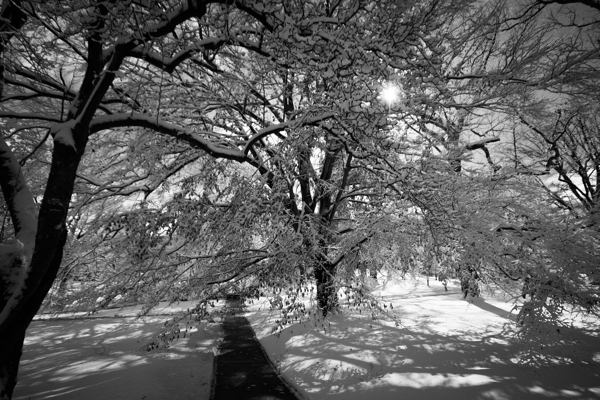 Sigma 10-20mm F4-5.6 EX DC HSM sample photo. Low hanging branches photography