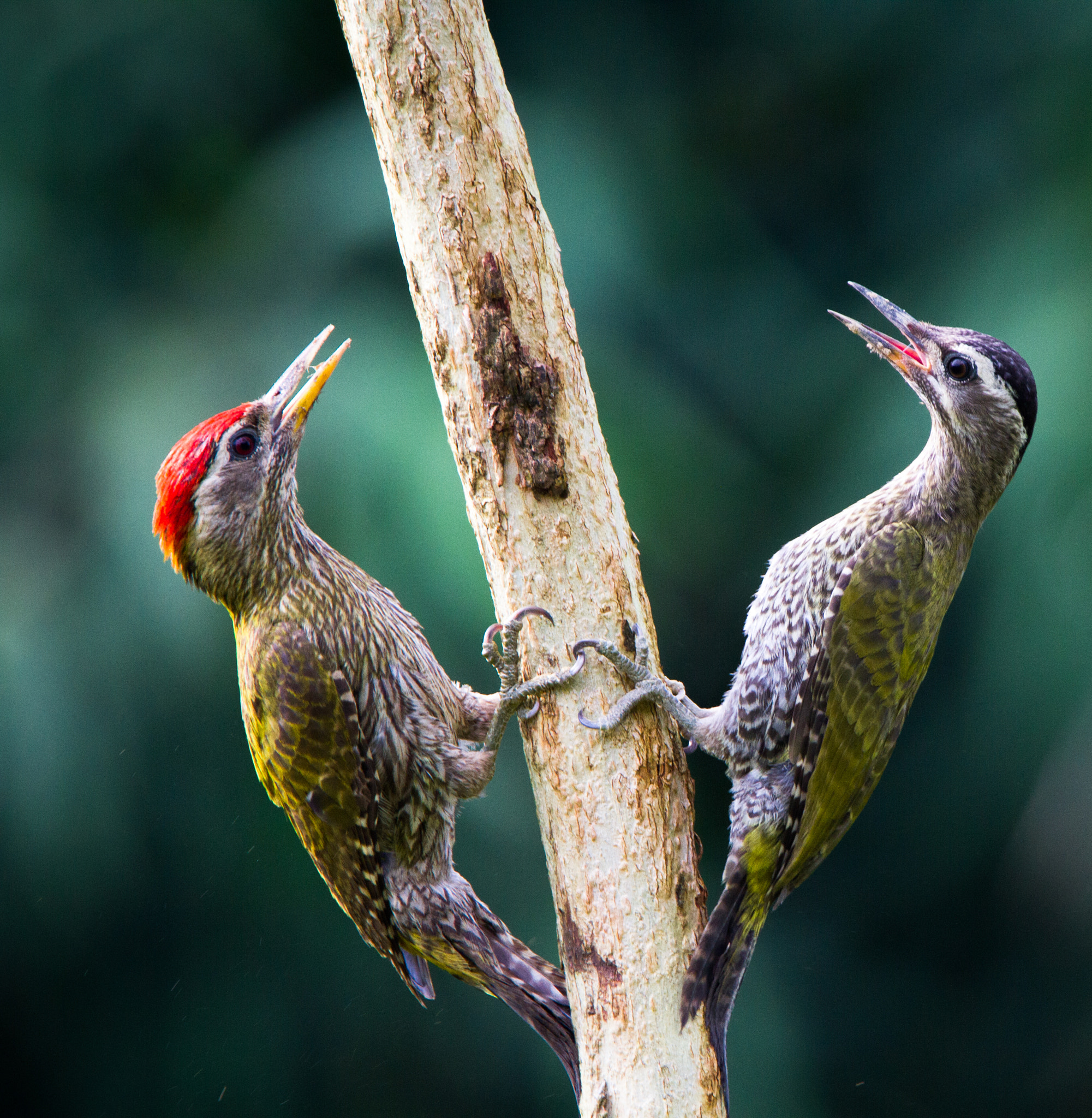 Tamron SP 150-600mm F5-6.3 Di VC USD sample photo. Streak-throated woodpecker (picus xanthopygaeus) male and female photography
