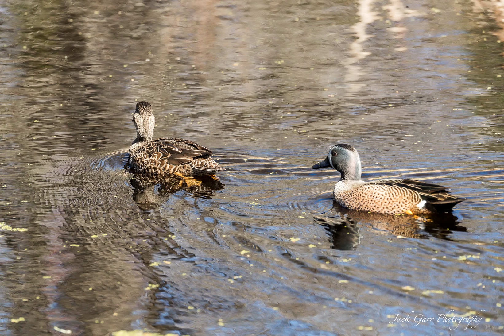 Canon EOS-1D X Mark II sample photo. Blue-winged teal male and female photography