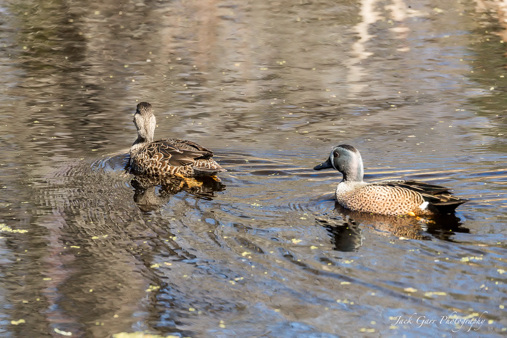 150-600mm F5-6.3 DG OS HSM | Sports 014 sample photo. Blue-winged teal male and female photography