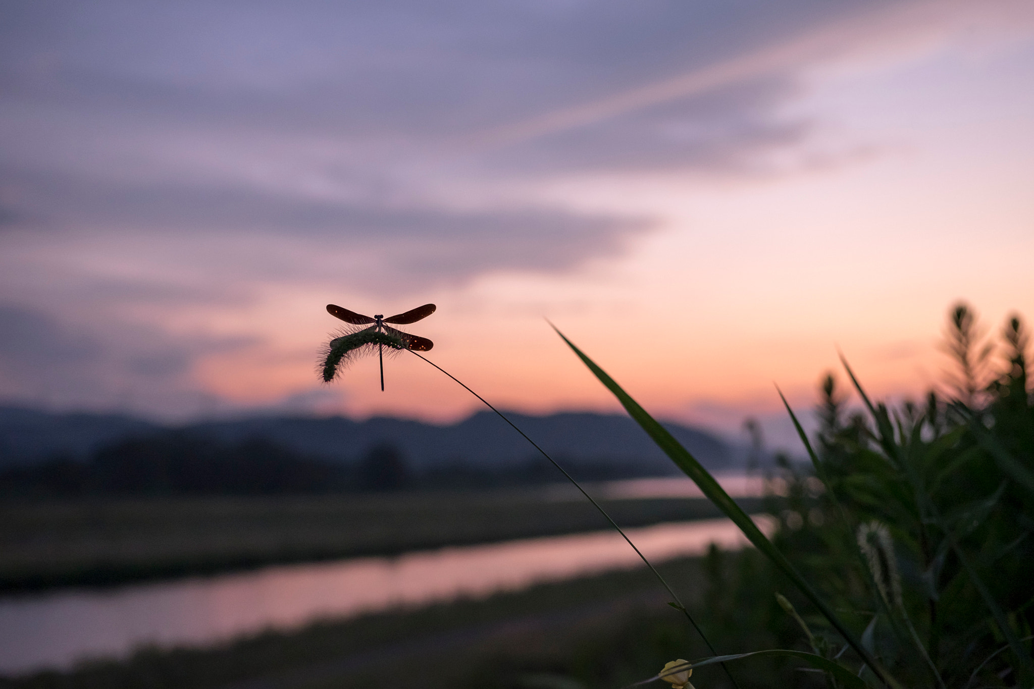 Fujifilm X-E2 + ZEISS Touit 32mm F1.8 sample photo. Dragonfly at sunset photography