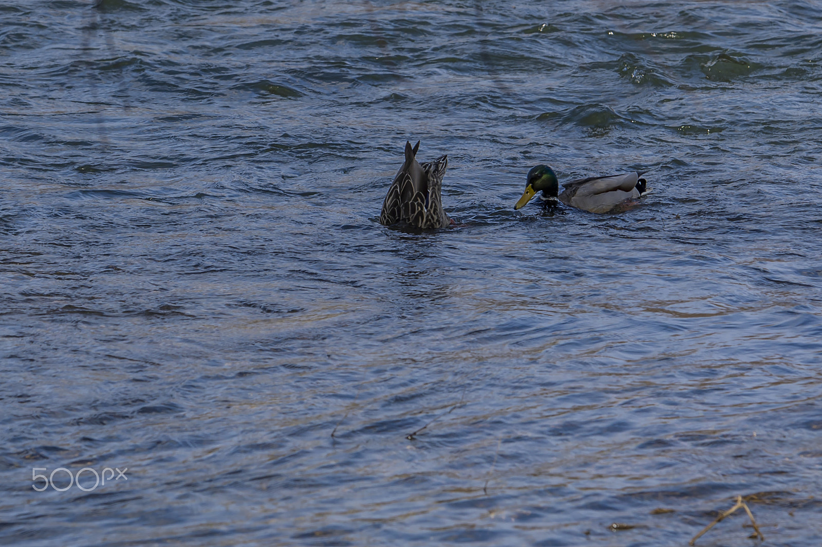 Canon EOS-1D X Mark II sample photo. Duck dives while drake watches 9966 photography