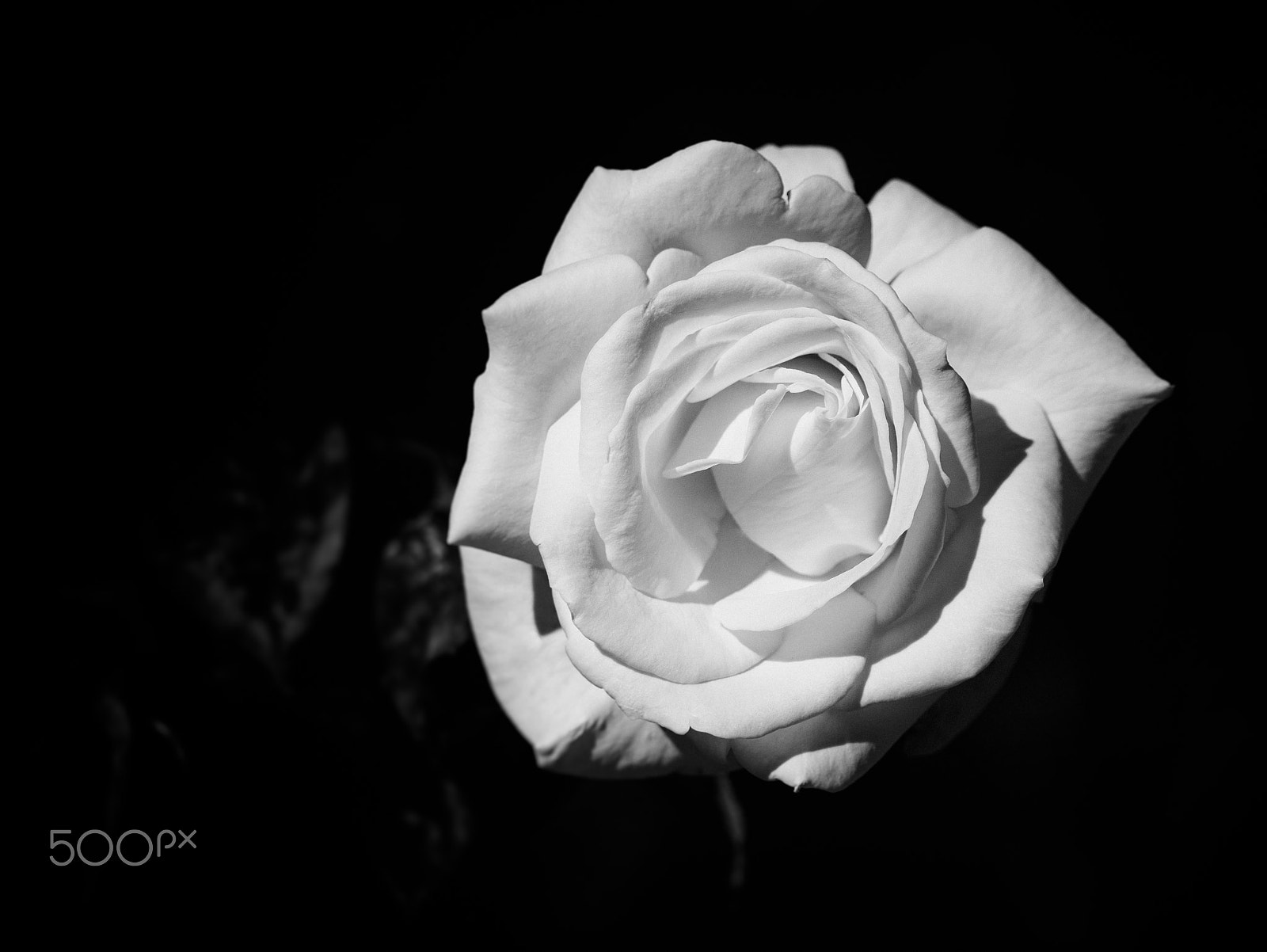 LEICA DG 100-400/F4.0-6.3 sample photo. Black and white rose photography