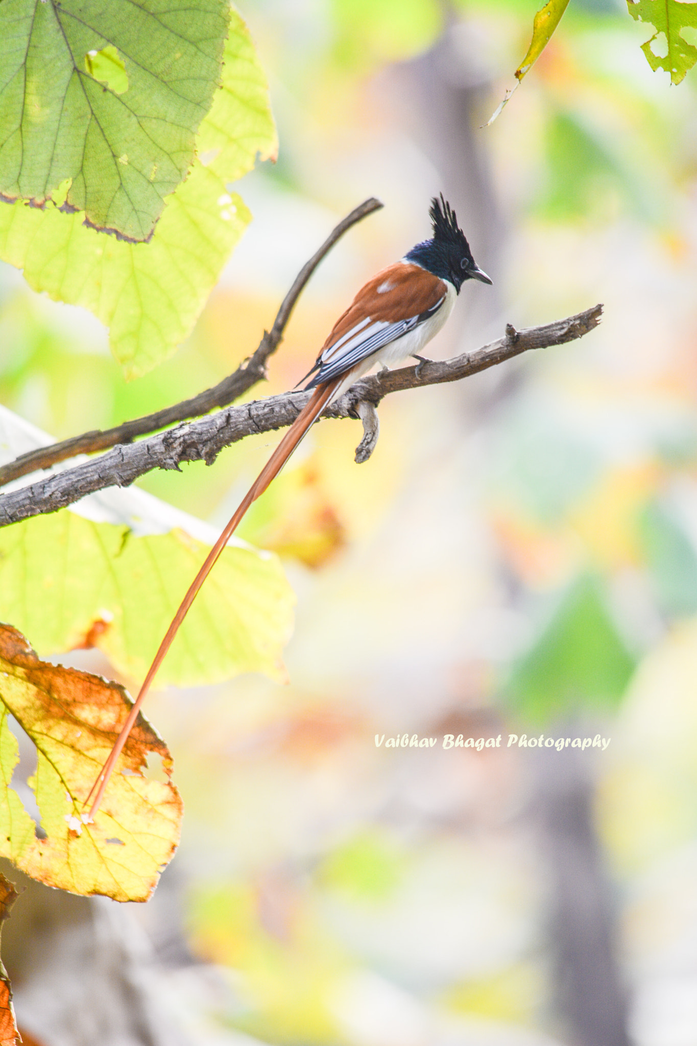 Nikon D5200 + Sigma 150-500mm F5-6.3 DG OS HSM sample photo. Asian paradise flycatcher (male) photography