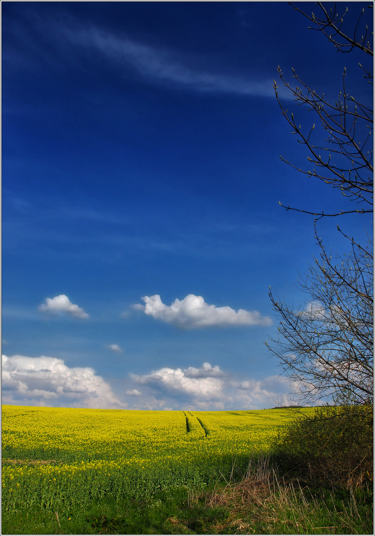Nikon D60 sample photo. Summer in blue + yellow photography
