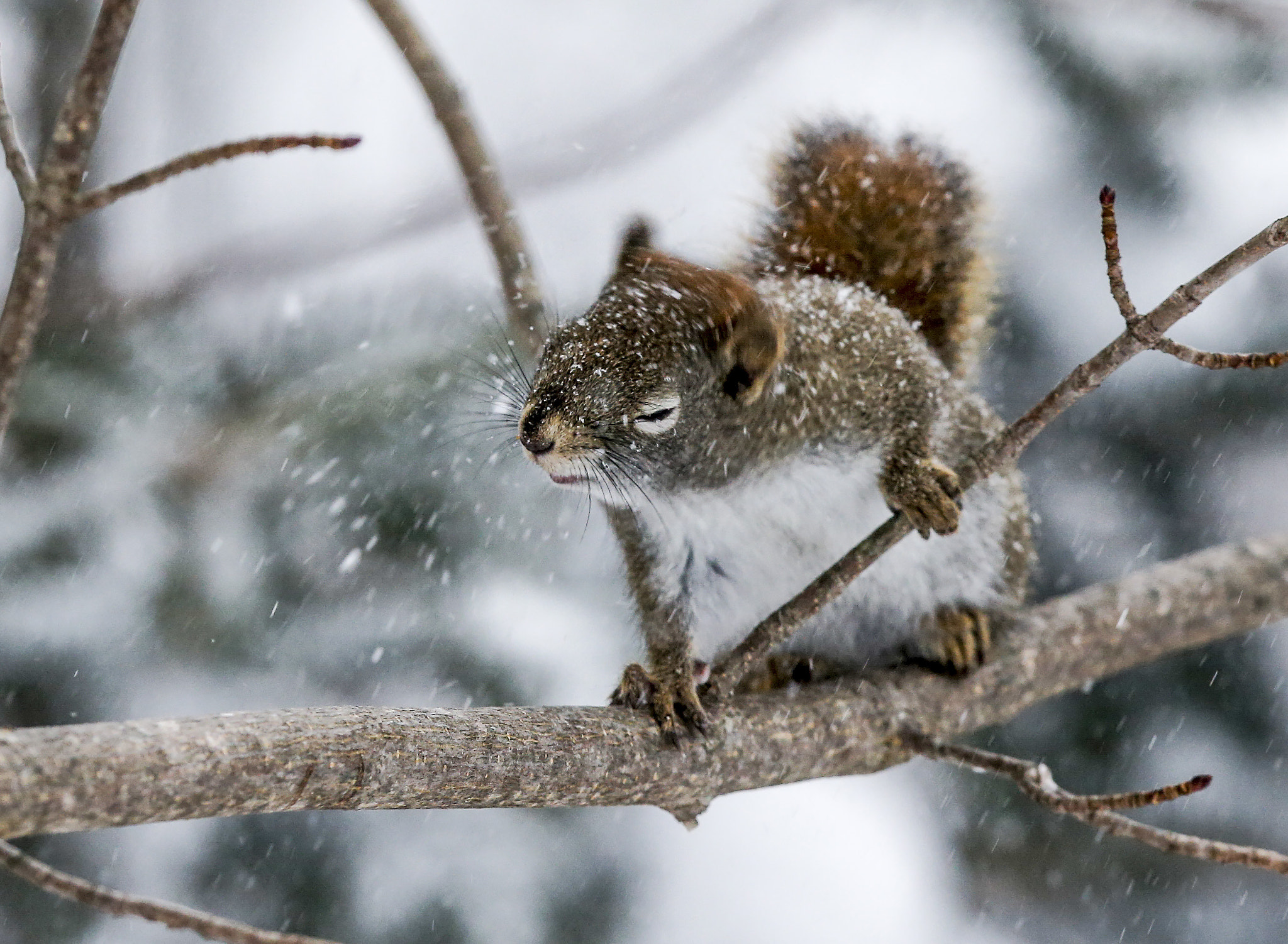 Canon EF 300mm F2.8L IS USM sample photo. Sneeze photography