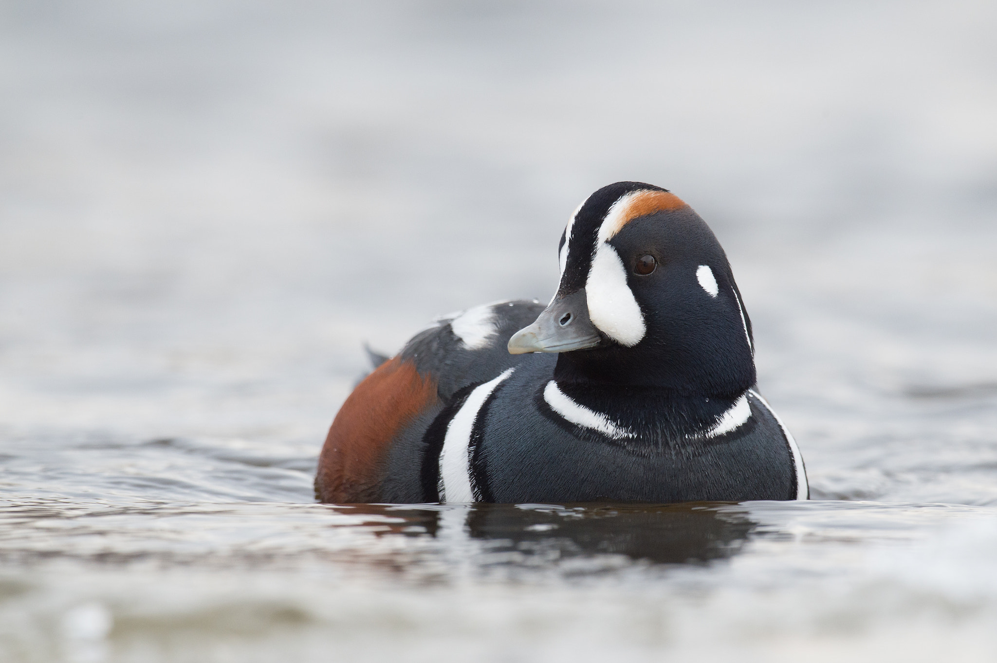 Nikon AF-S Nikkor 800mm F5.6E FL ED VR sample photo. Arlequin plongeur, histrionicus histrionicus, harlequin duck photography
