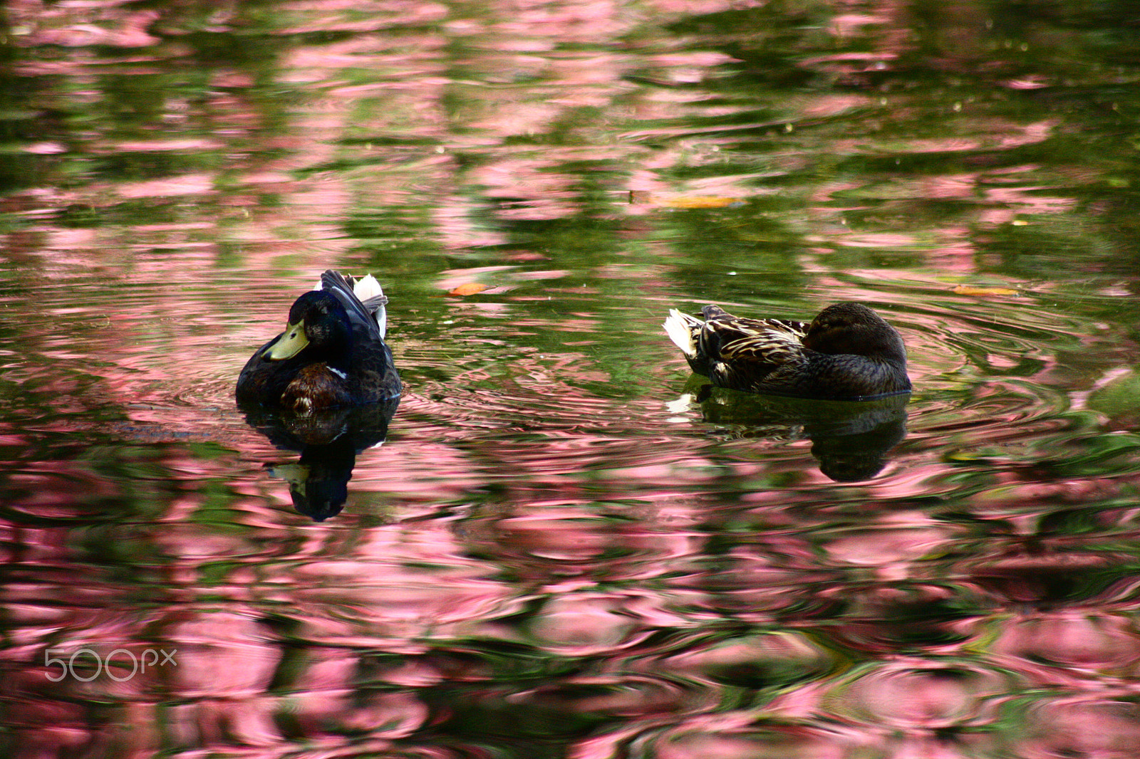 Canon EOS 450D (EOS Rebel XSi / EOS Kiss X2) sample photo. Ducks photography