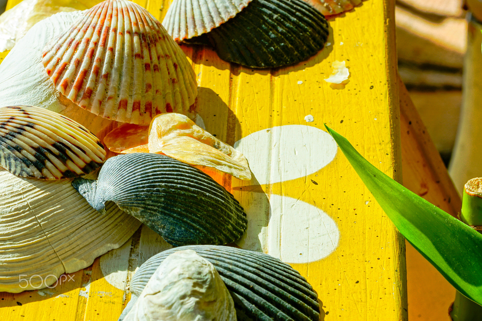 Sony a6000 + Sony FE 90mm F2.8 Macro G OSS sample photo. Sea shells arrangement photography