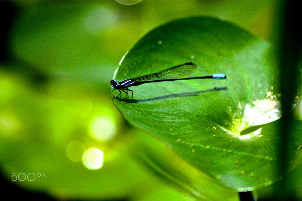 Canon EOS 450D (EOS Rebel XSi / EOS Kiss X2) sample photo. Firefly photography