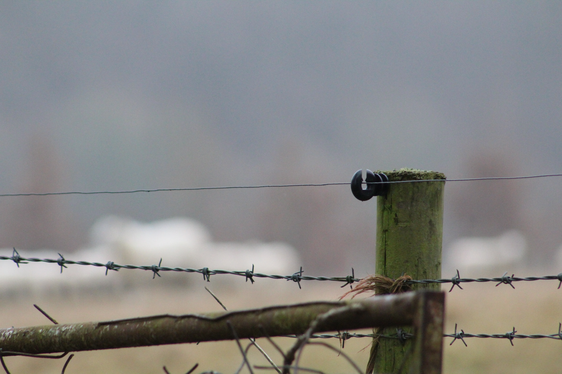 Canon EOS 1300D (EOS Rebel T6 / EOS Kiss X80) + EF75-300mm f/4-5.6 sample photo. Fence from an early morning walk photography