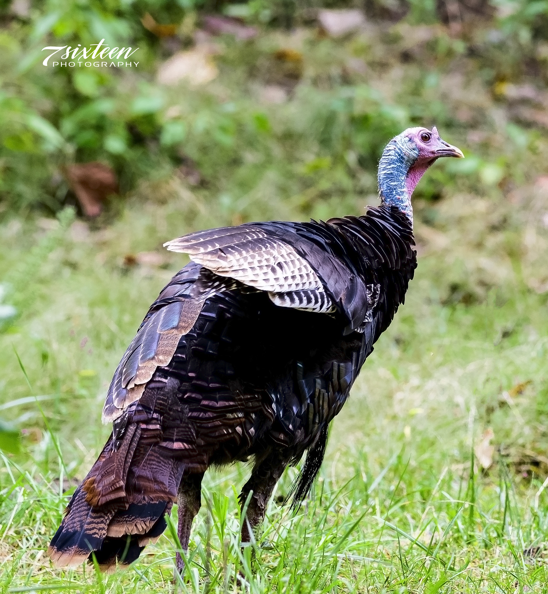 Nikon D500 sample photo. Tom turkey photography