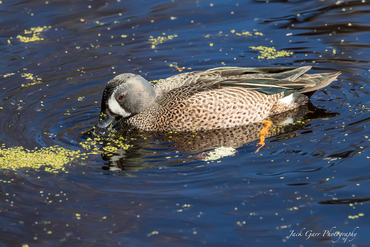 Canon EOS-1D X Mark II sample photo. Male blue-winged teal feeding in swamp photography