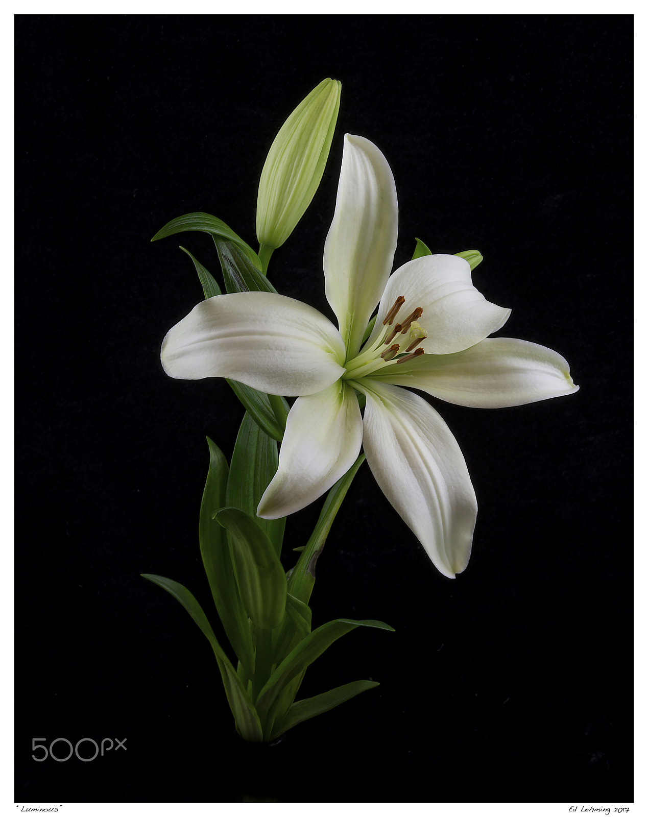 Nikon D800 sample photo. "luminous" photography