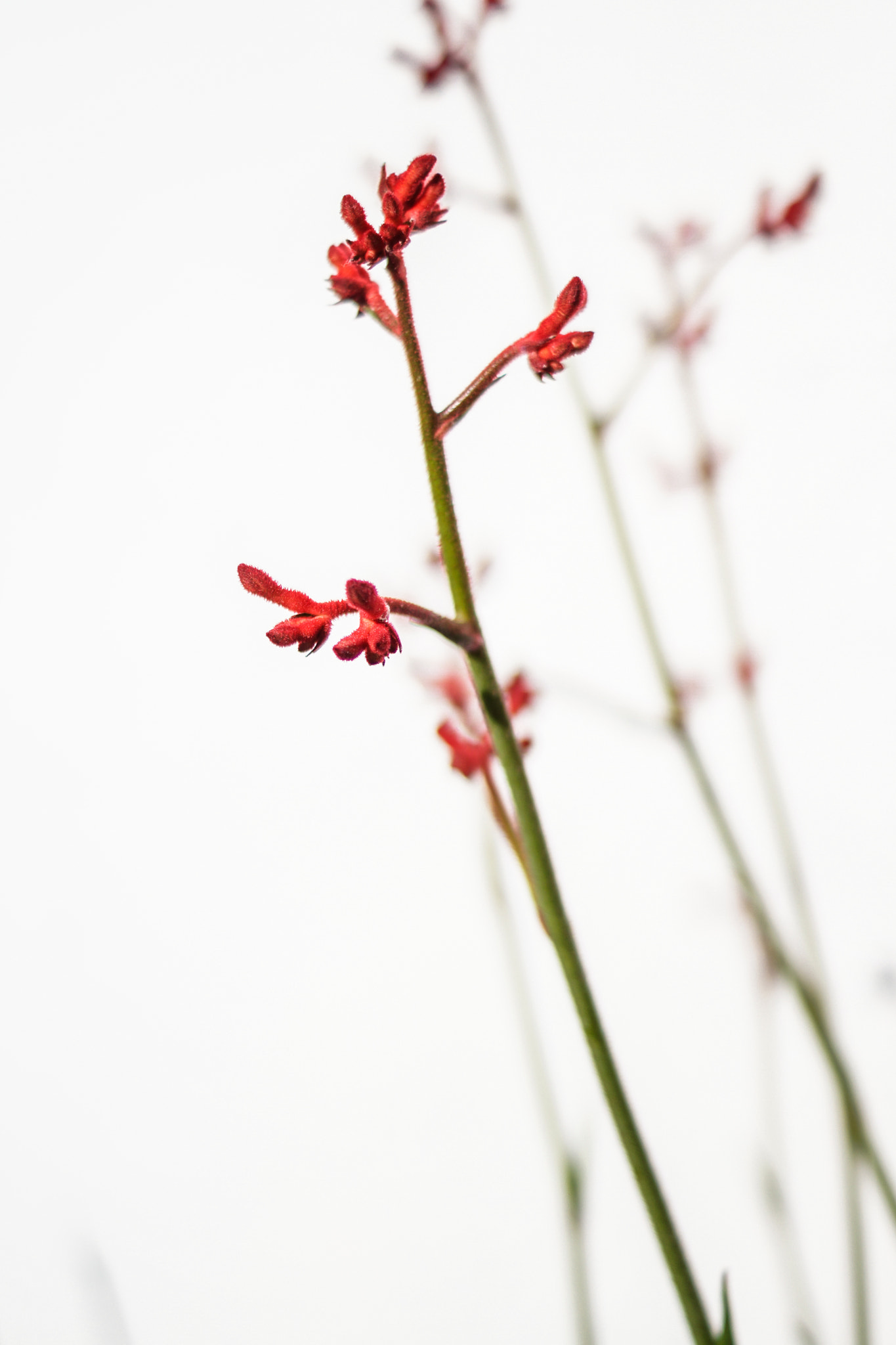 Sony SLT-A65 (SLT-A65V) sample photo. Red flower photography