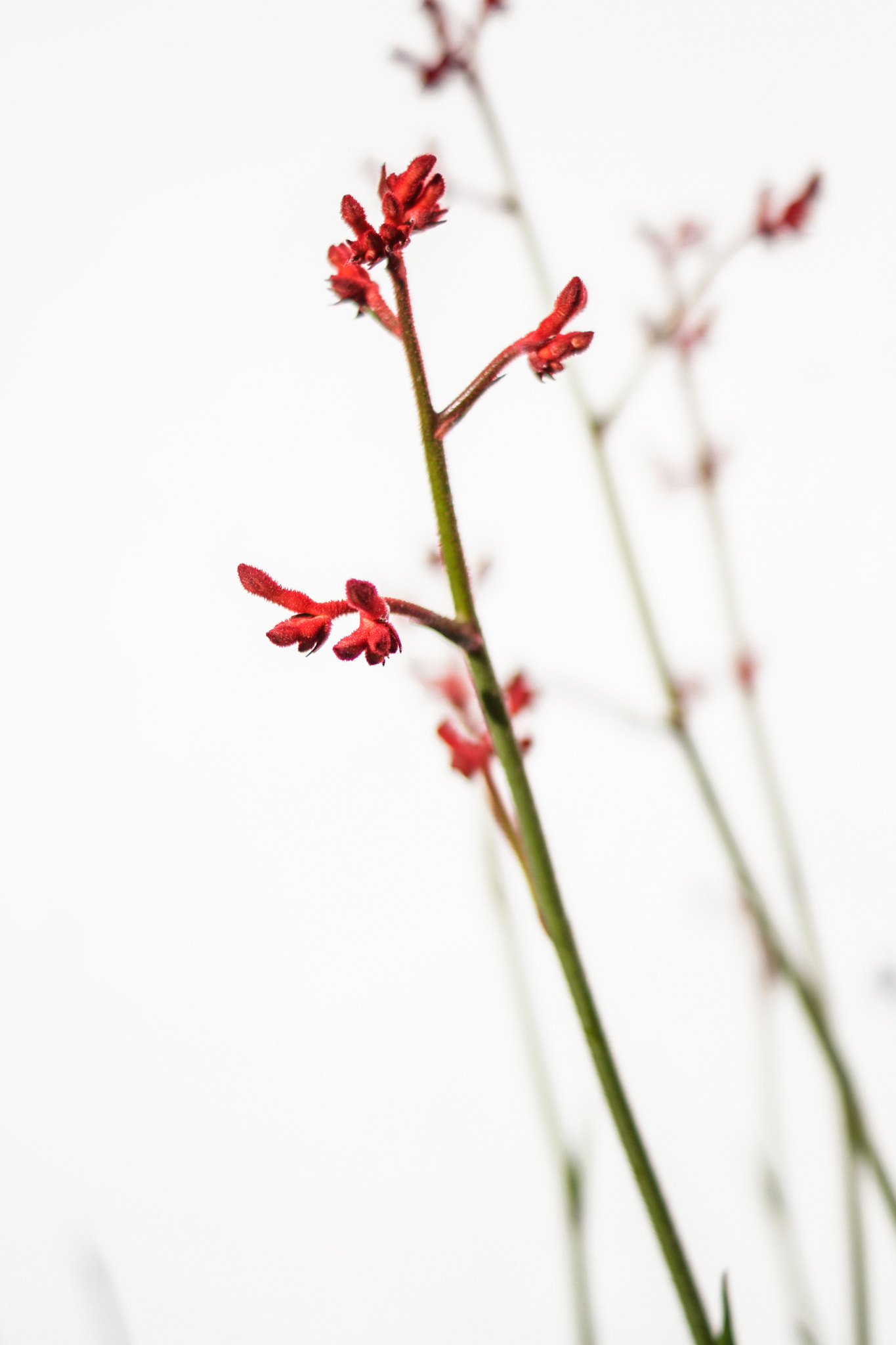 Sony SLT-A65 (SLT-A65V) + Sony DT 50mm F1.8 SAM sample photo. Red flower photography