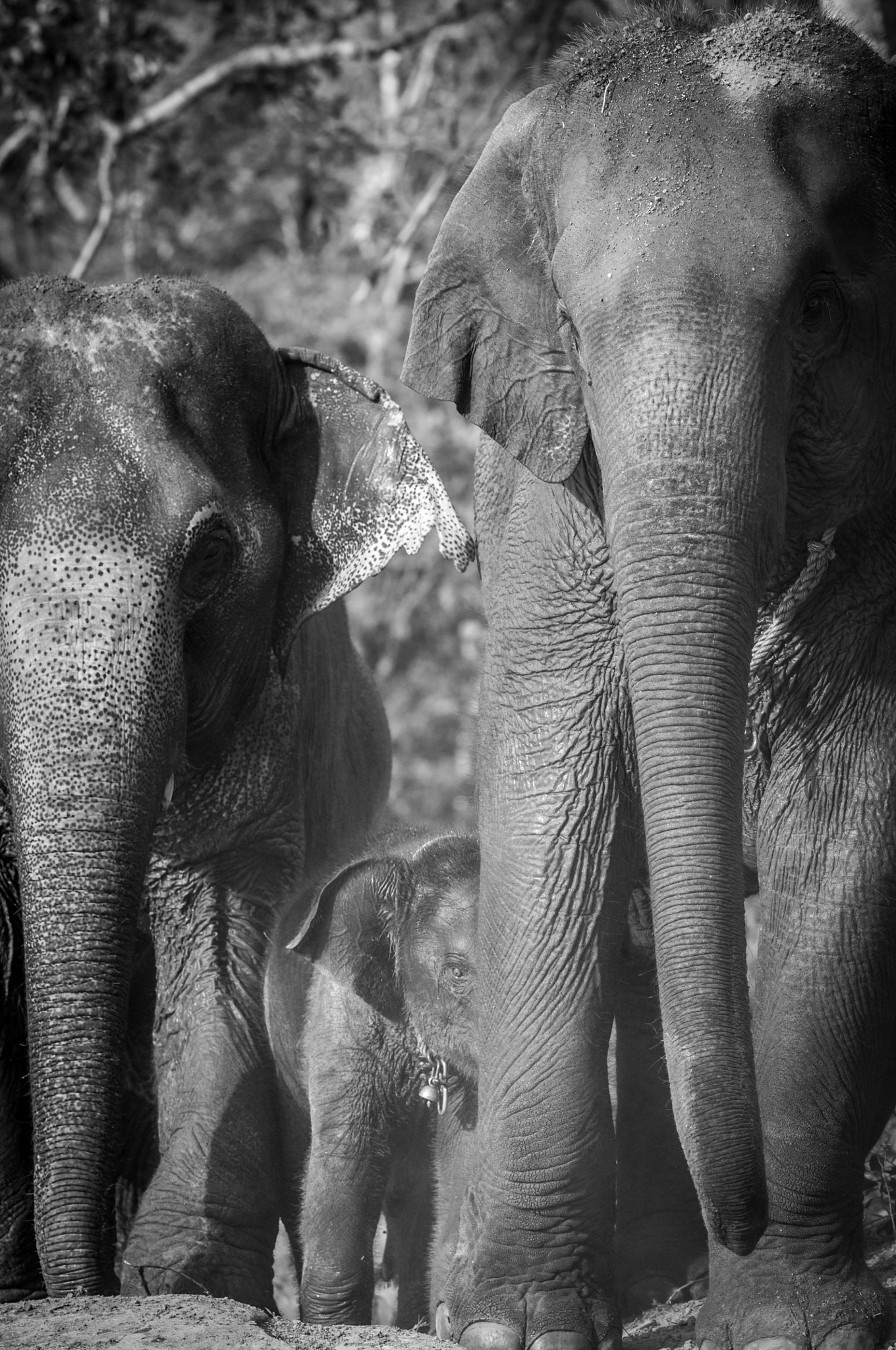 Nikon D300 + AF DC-Nikkor 135mm f/2D sample photo. Elephants family in chiang mai.thailand photography