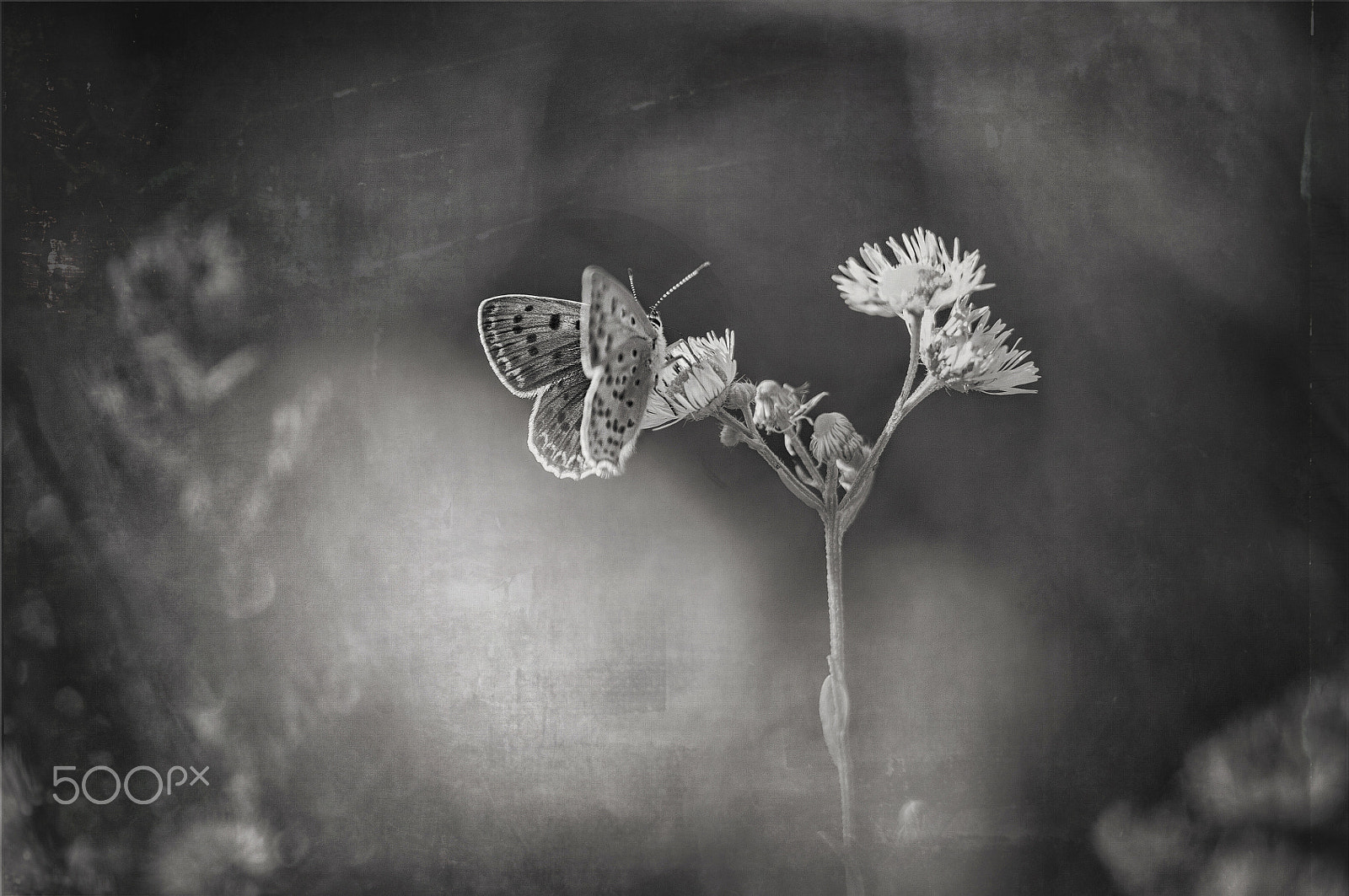 Nikon D300S sample photo. Meadow of sad butterflies photography