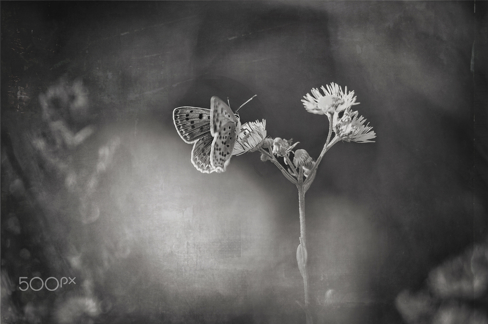 Sigma 105mm F2.8 EX DG OS HSM sample photo. Meadow of sad butterflies photography
