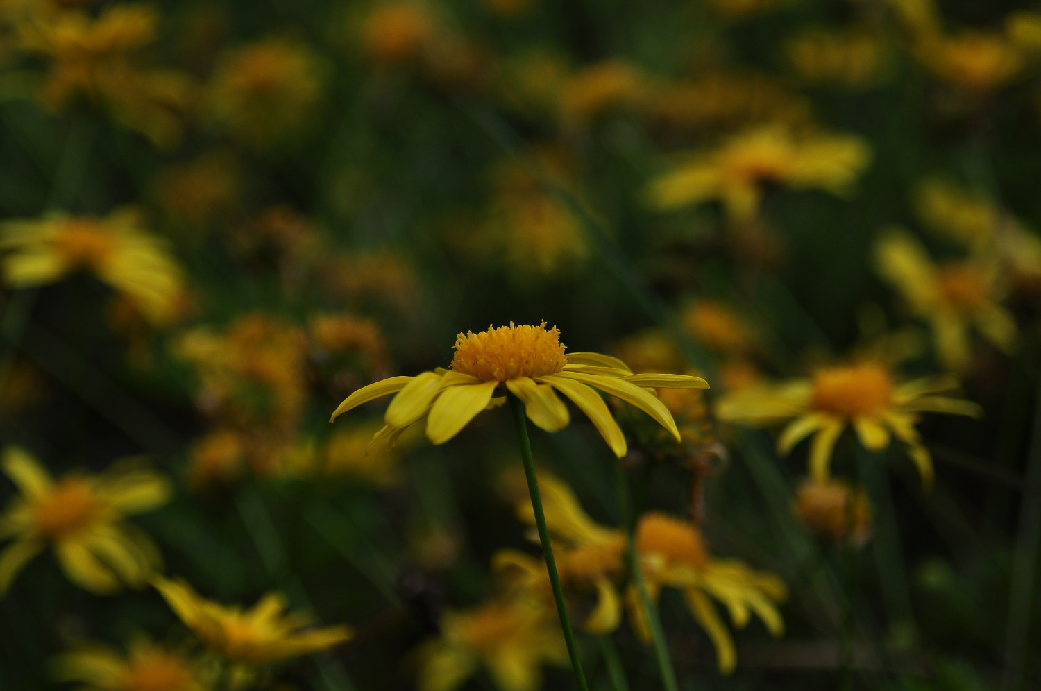 AF Zoom-Nikkor 28-80mm f/3.3-5.6G sample photo. A photography