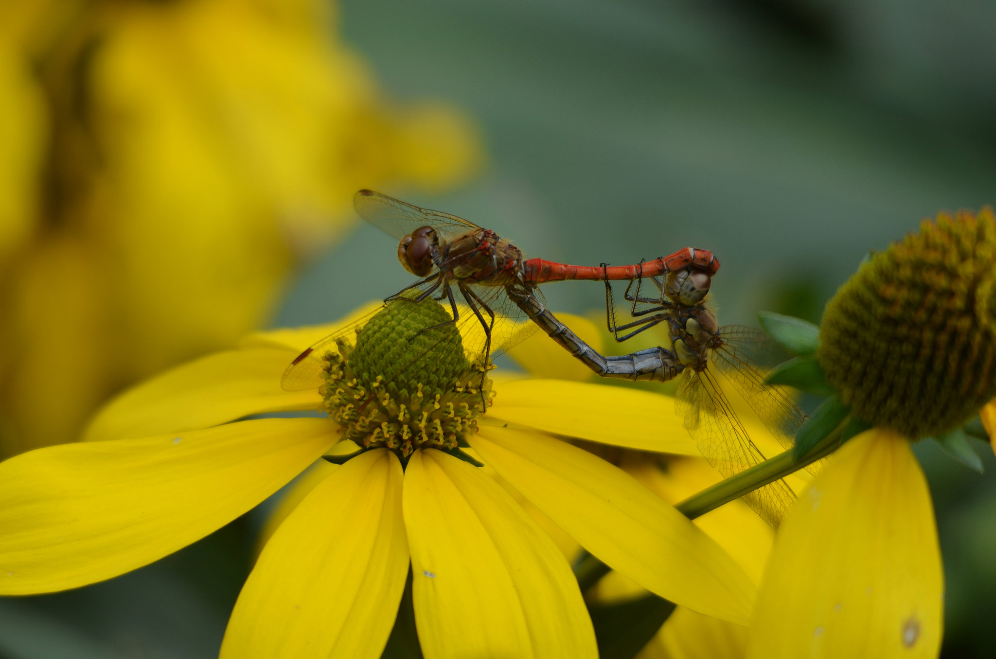 Sigma 150-500mm F5-6.3 DG OS HSM sample photo. The mating game photography