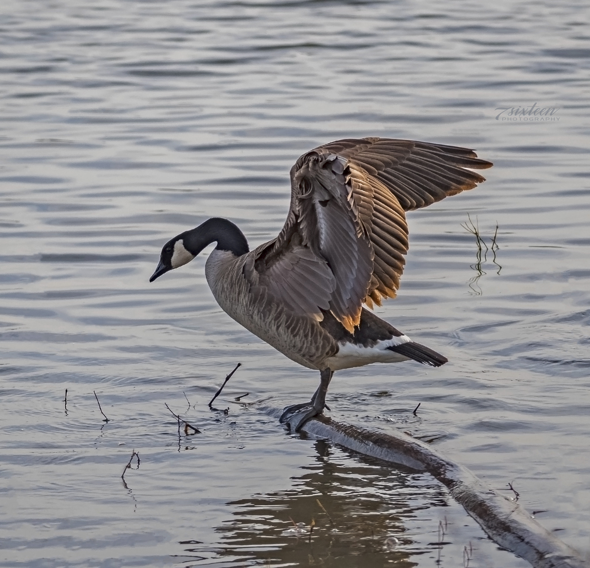 Nikon D500 + Nikon AF-S Nikkor 300mm F4D ED-IF sample photo. Wild goose photography