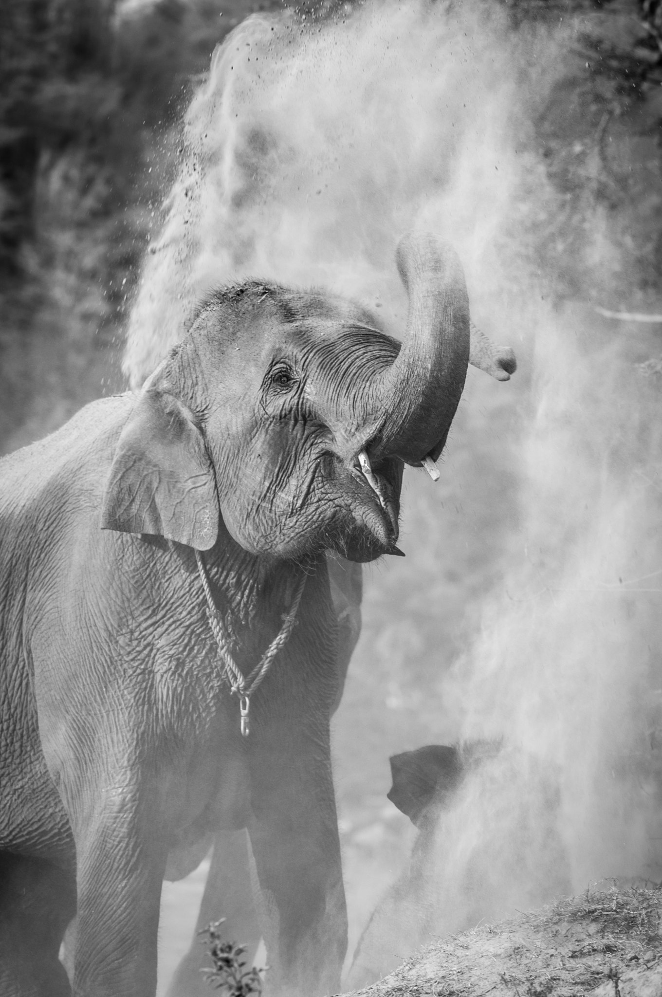 Nikon D300 + AF DC-Nikkor 135mm f/2D sample photo. Elephants in chiang mai.thailand photography