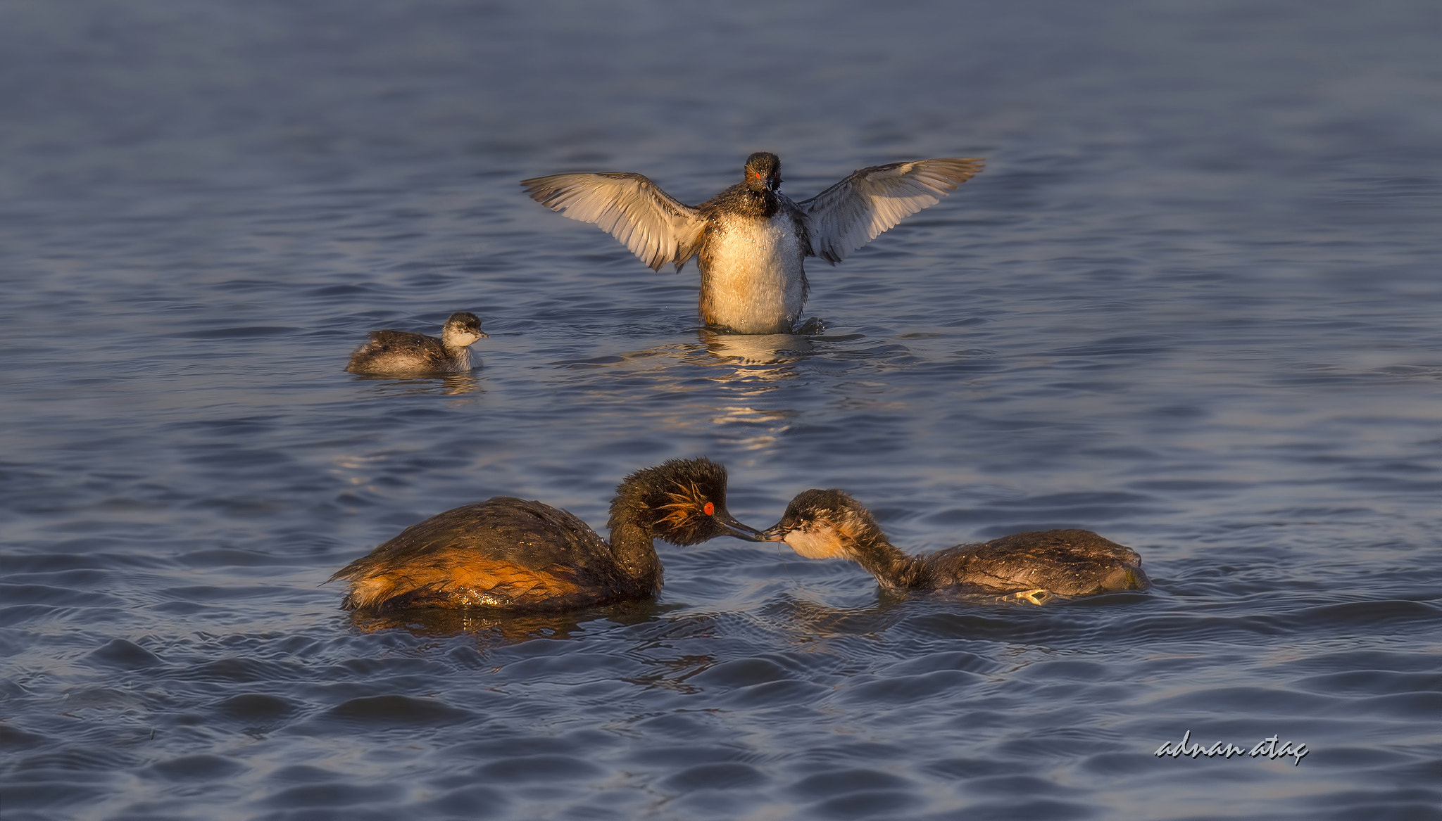 Sigma 150-600mm F5-6.3 DG OS HSM | S sample photo. Karaboyunlu batağan - podiceps nigricollis - black necked grebe photography