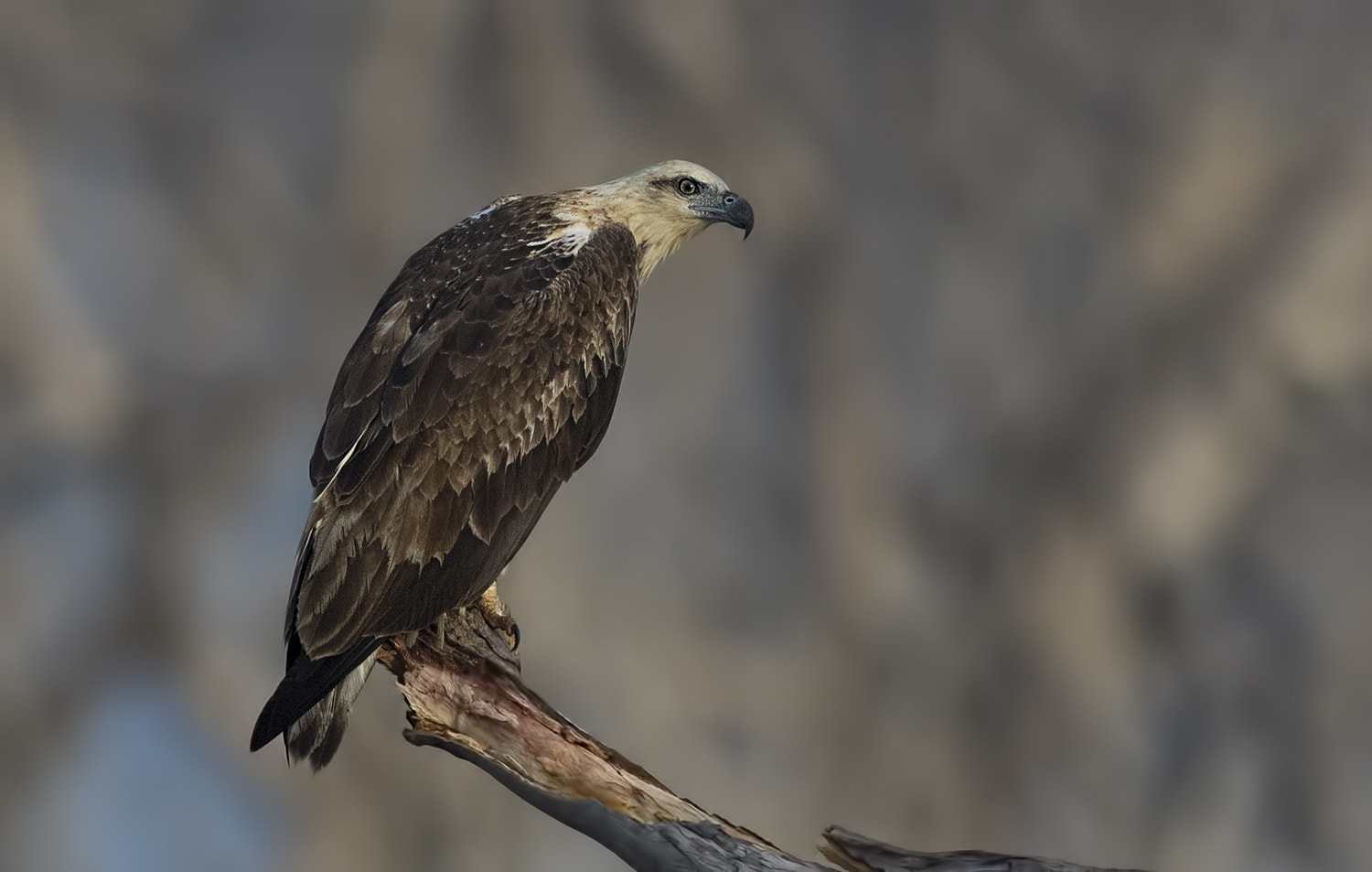 Canon EF 600mm F4L IS II USM sample photo. White bellied sea eagle photography