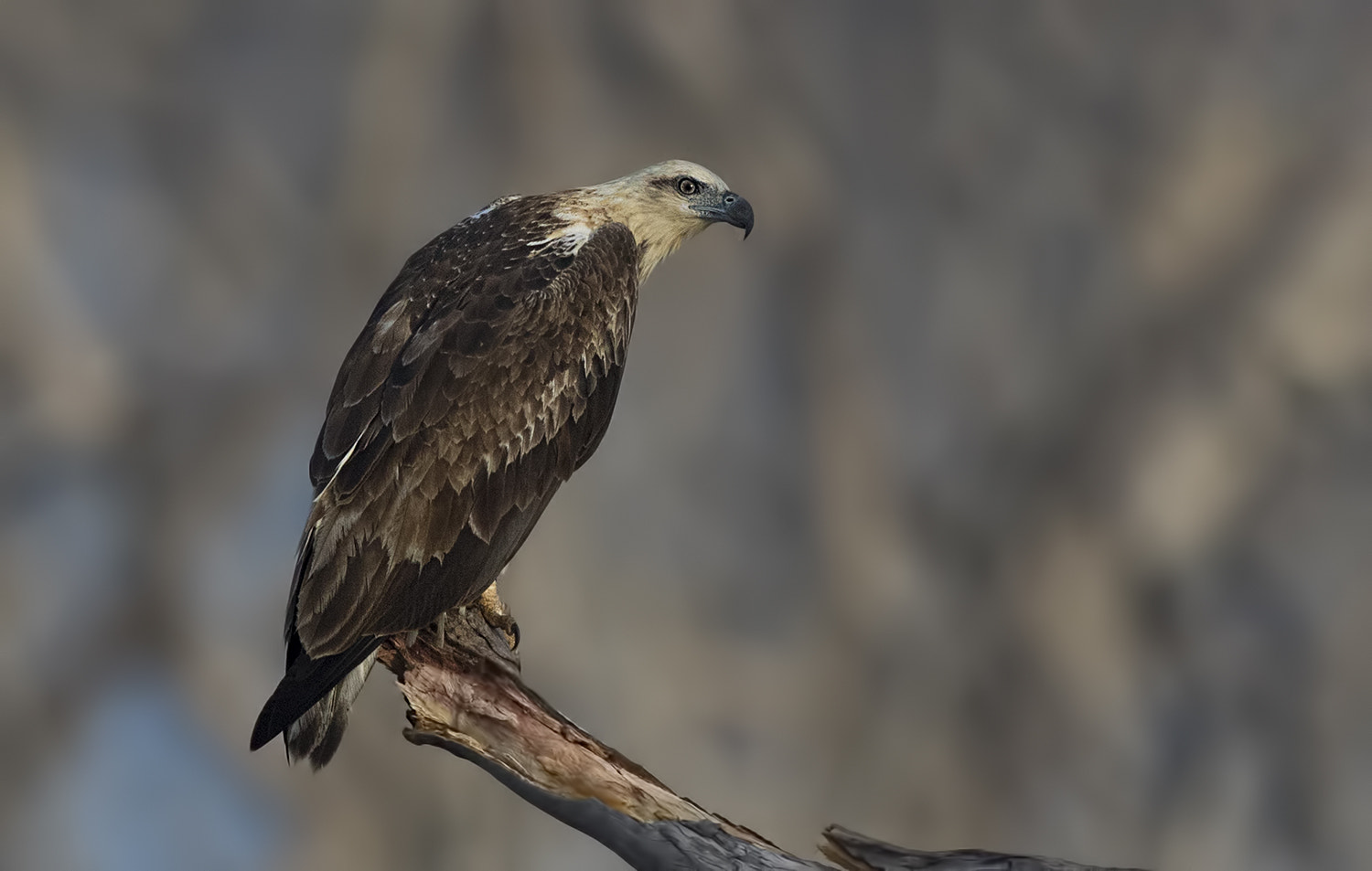 Canon EOS 7D Mark II sample photo. White bellied sea eagle photography