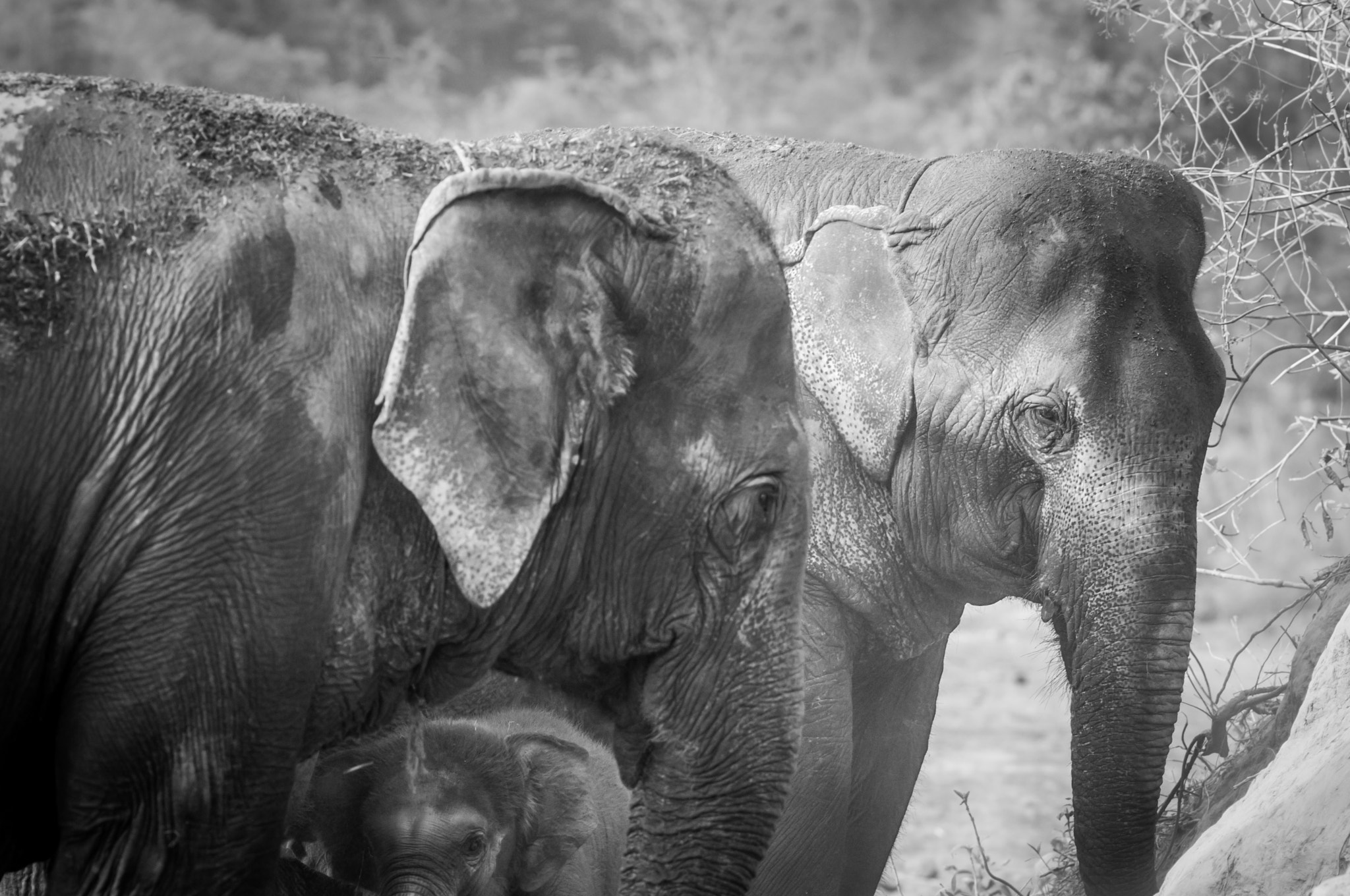 Nikon D300 + AF DC-Nikkor 135mm f/2D sample photo. Elephants in chiang mai.thailand photography
