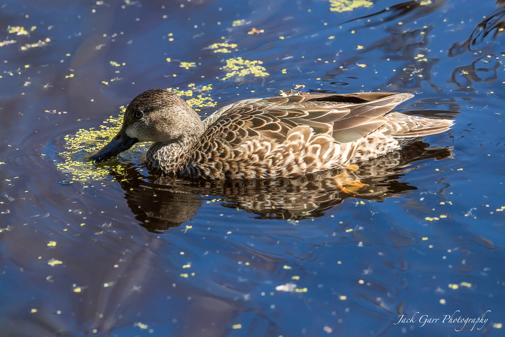 Canon EOS-1D X Mark II sample photo. Female blue-winged teal feeding in swamp photography