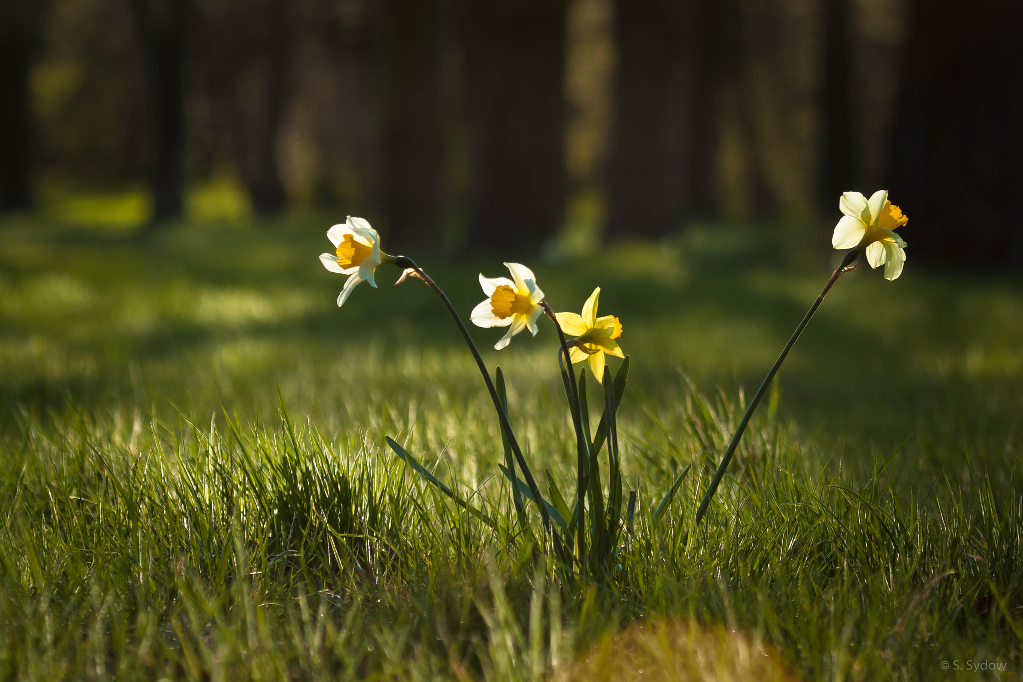 Canon EF 100-400mm F4.5-5.6L IS USM sample photo. Daffodils in the evening sun photography