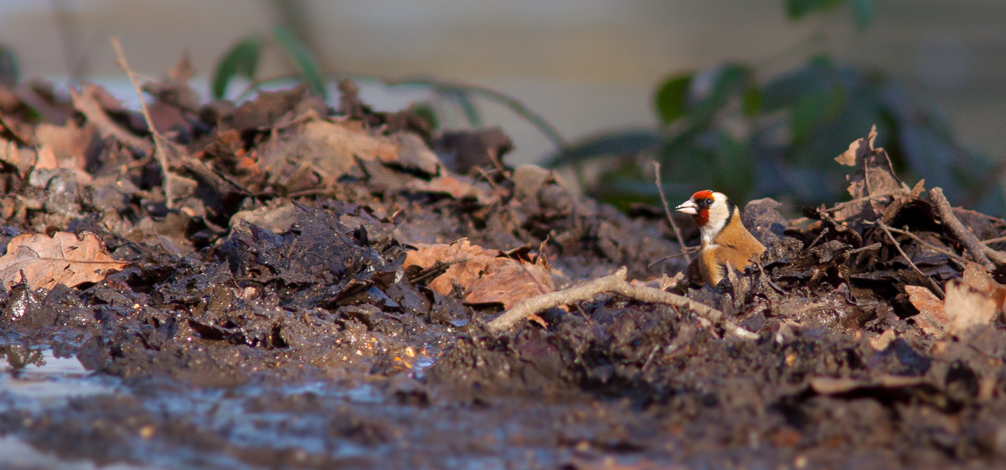 Canon EOS 50D sample photo. Goldfinch 1 (carduelis carduelis) photography