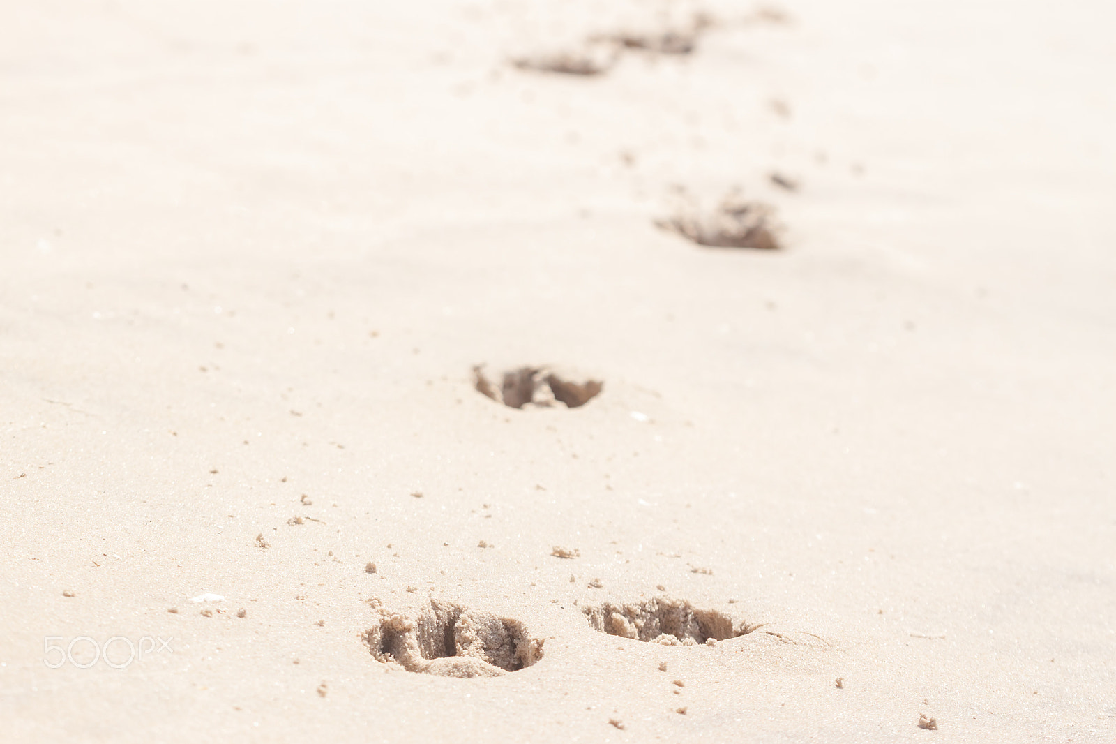 Canon EF 100mm F2.8 Macro USM sample photo. Dog footprints in the sand photography