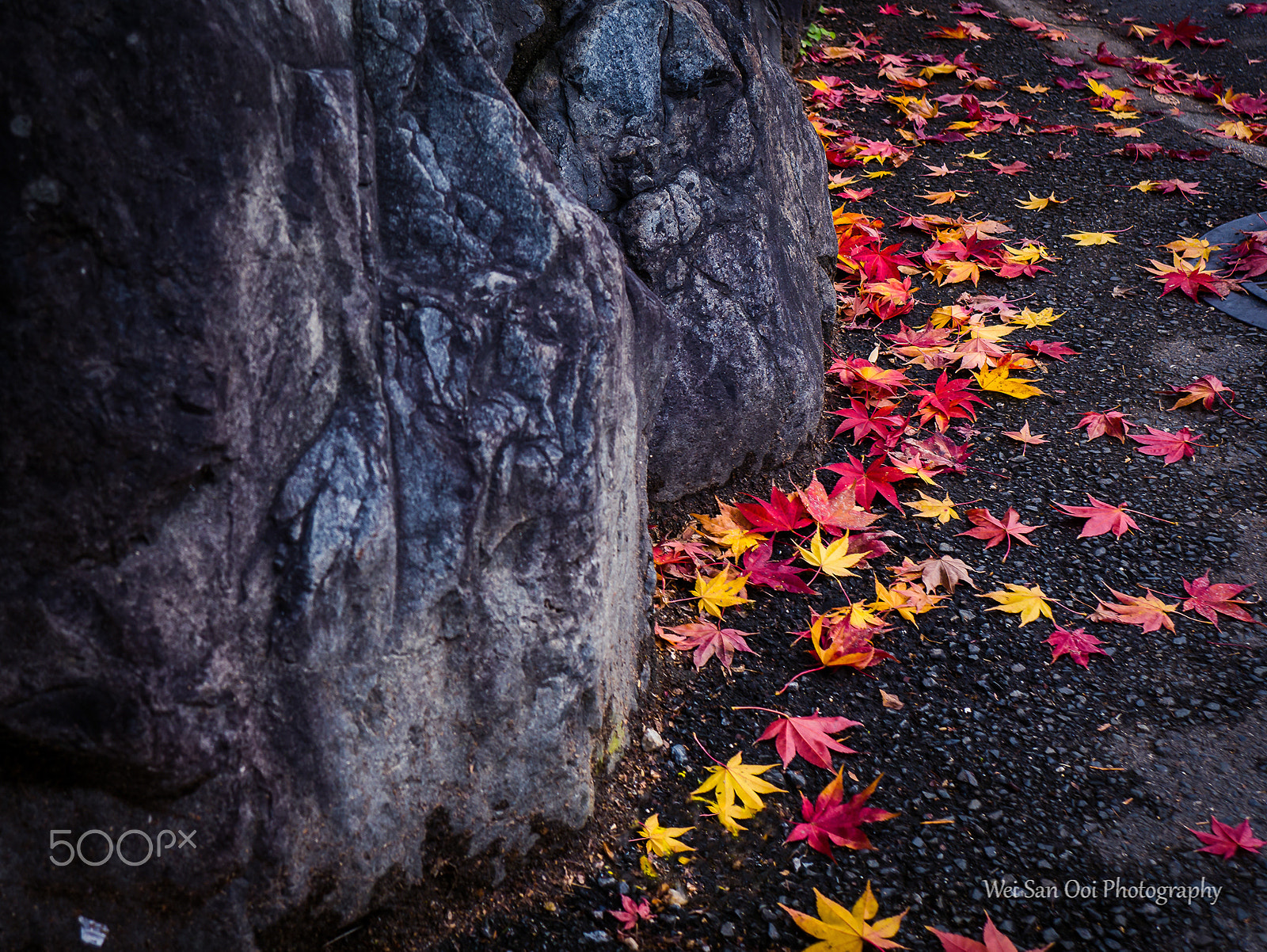 Panasonic Lumix DMC-GX7 sample photo. Fallen maple leaves photography