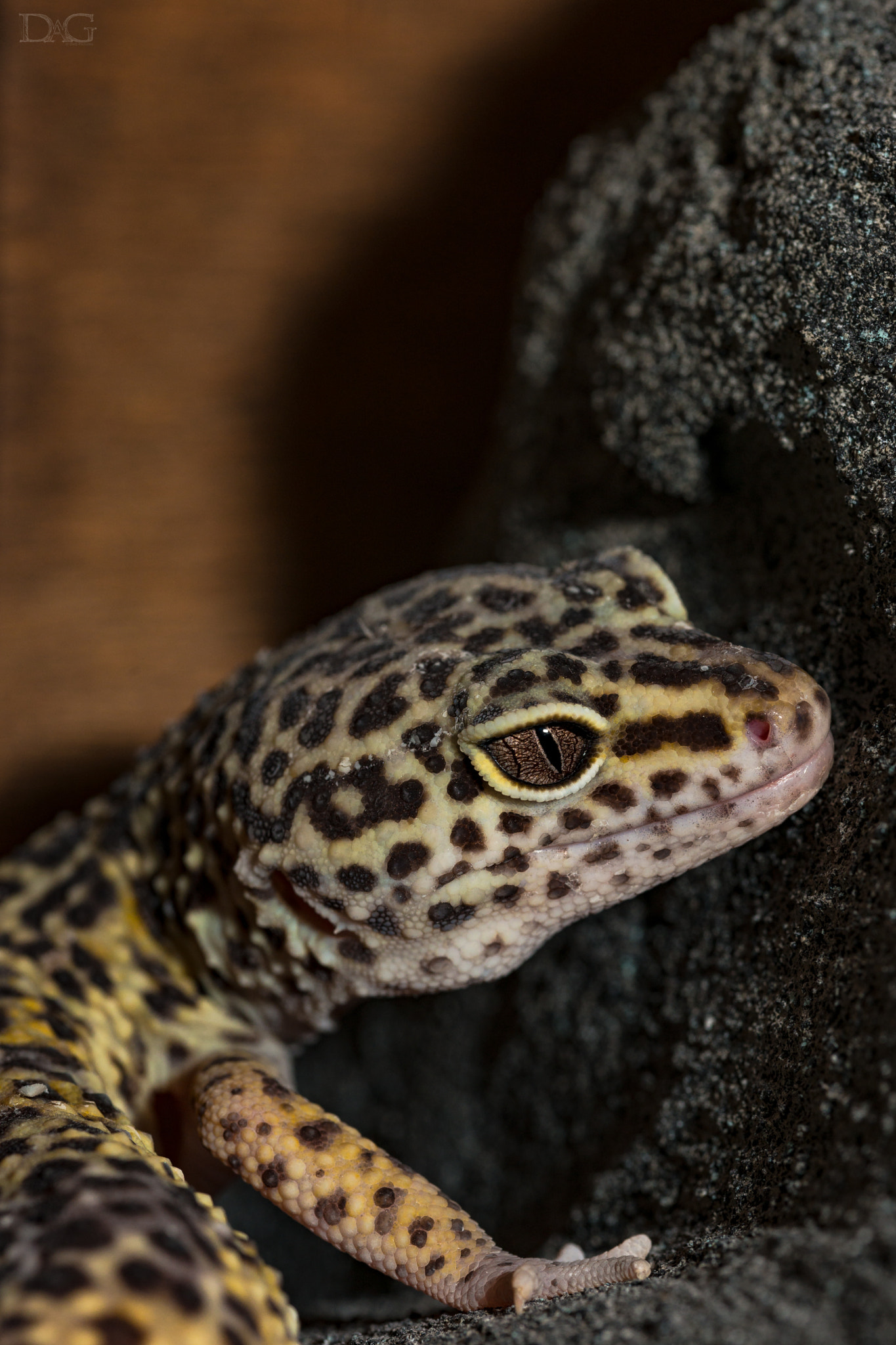 Sony a99 II + 105mm F2.8 sample photo. Eublepharis macularius - 11 photography