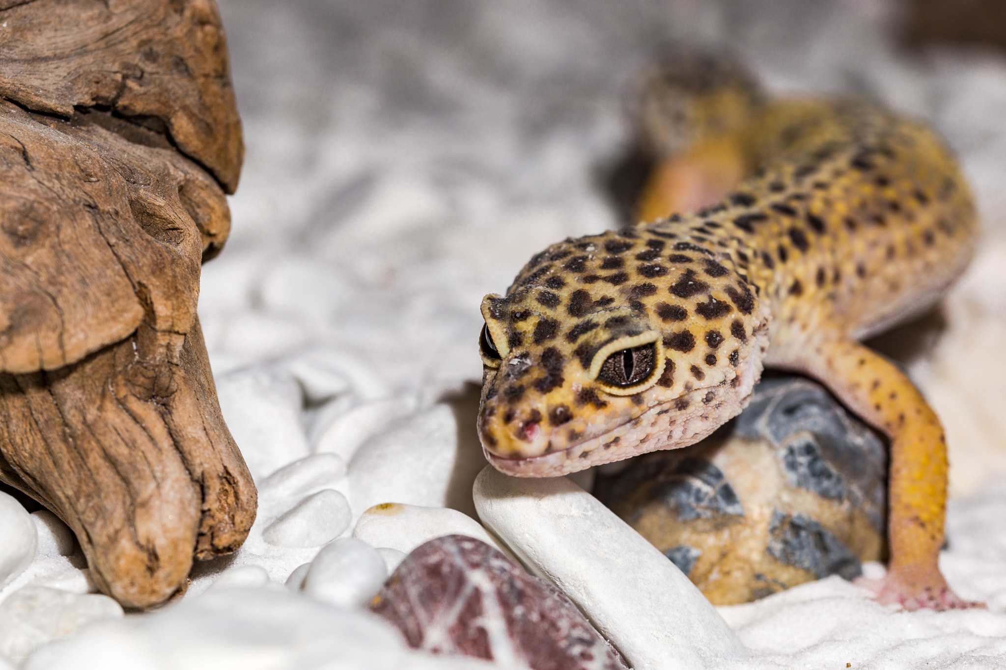Sony a99 II + 105mm F2.8 sample photo. Eublepharis macularius - 12 photography