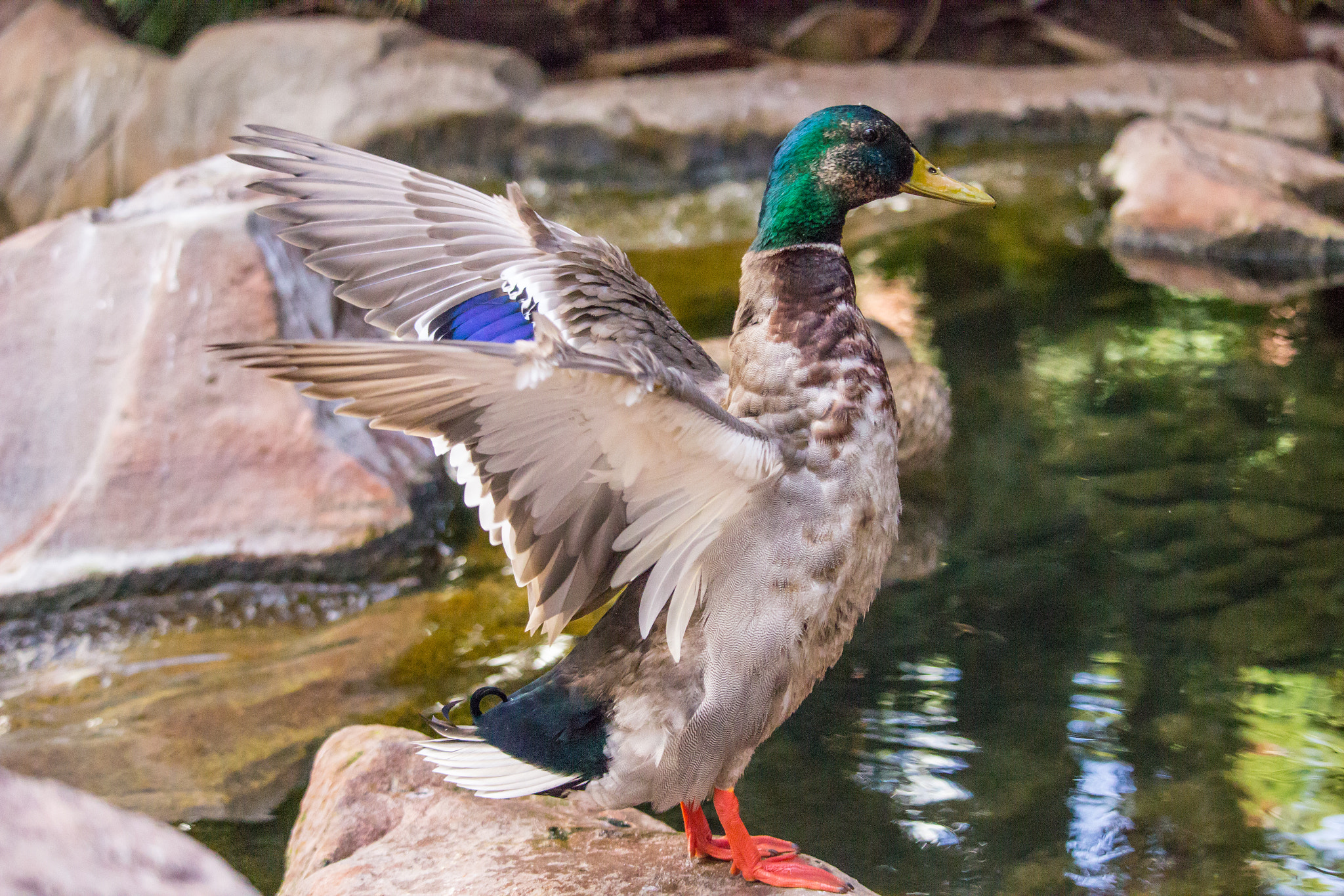 Canon EF-S 55-250mm F4-5.6 IS STM sample photo. Male mallard duck about to take flight photography