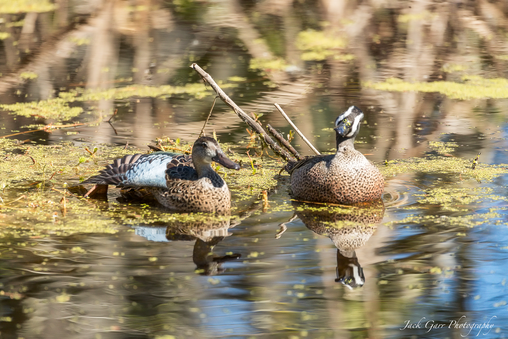 150-600mm F5-6.3 DG OS HSM | Sports 014 sample photo. Blue-winged teal looking at the crazy photographer photography