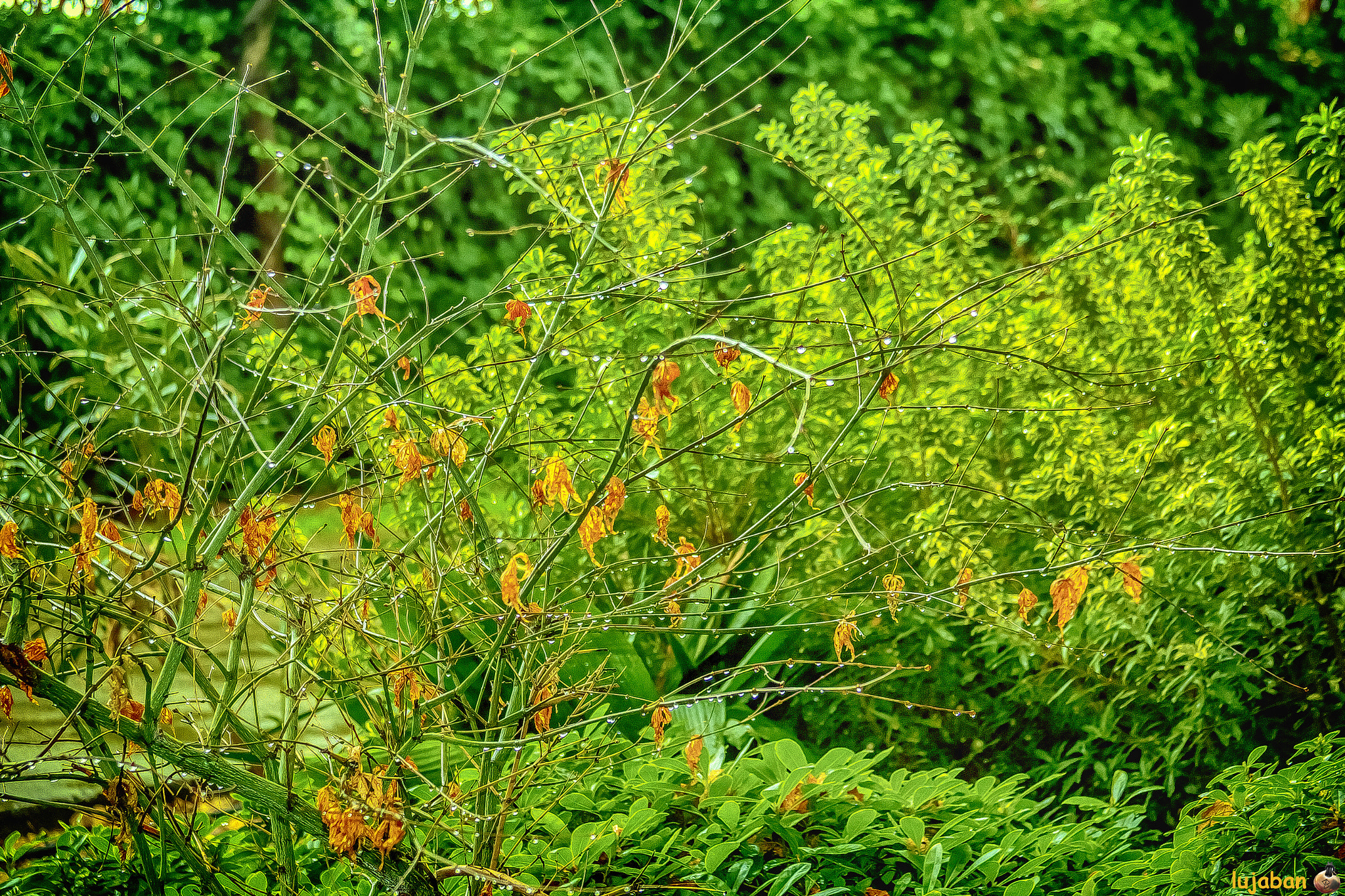 Canon EF 28-135mm F3.5-5.6 IS USM sample photo. A rainy day () photography