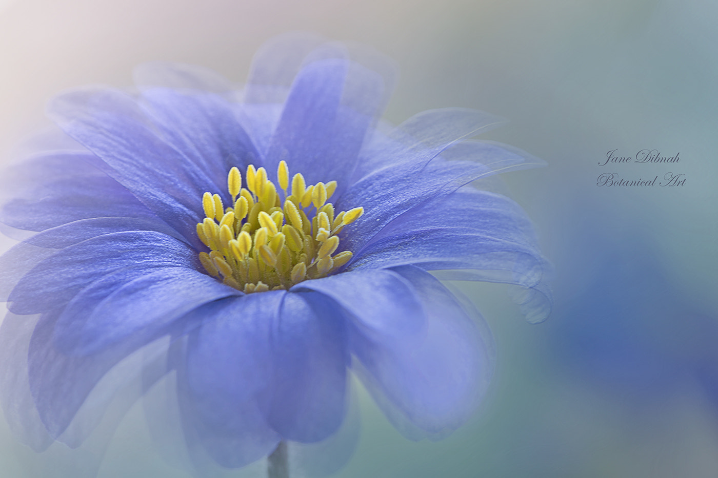 Canon EF 180mm F3.5L Macro USM sample photo. Windflower photography