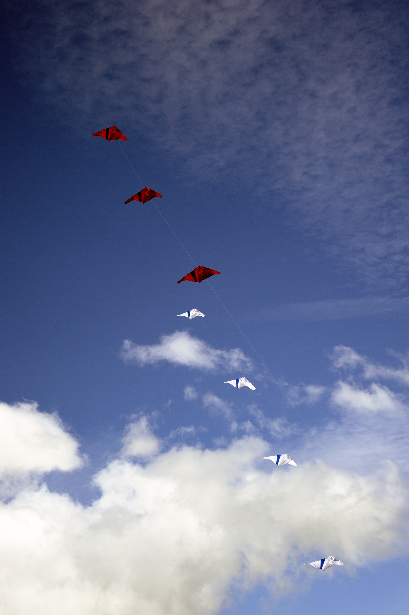 Nikon D700 sample photo. Ils sont dans le vent. photography