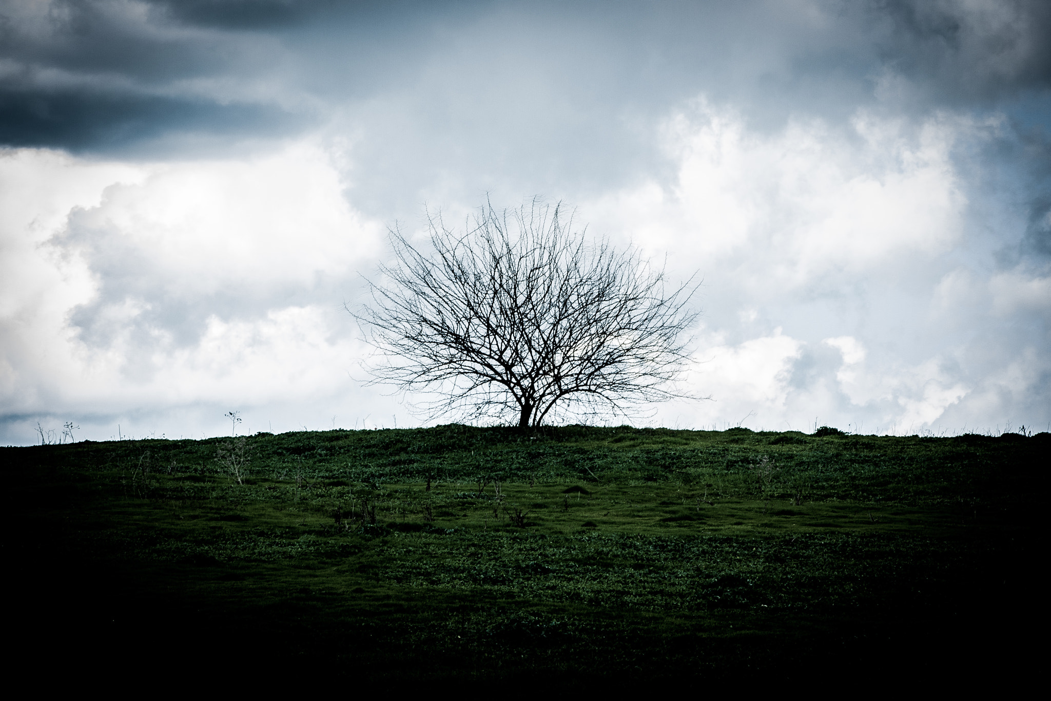 Canon EOS 400D (EOS Digital Rebel XTi / EOS Kiss Digital X) + EF75-300mm f/4-5.6 sample photo. Lonely tree1 photography