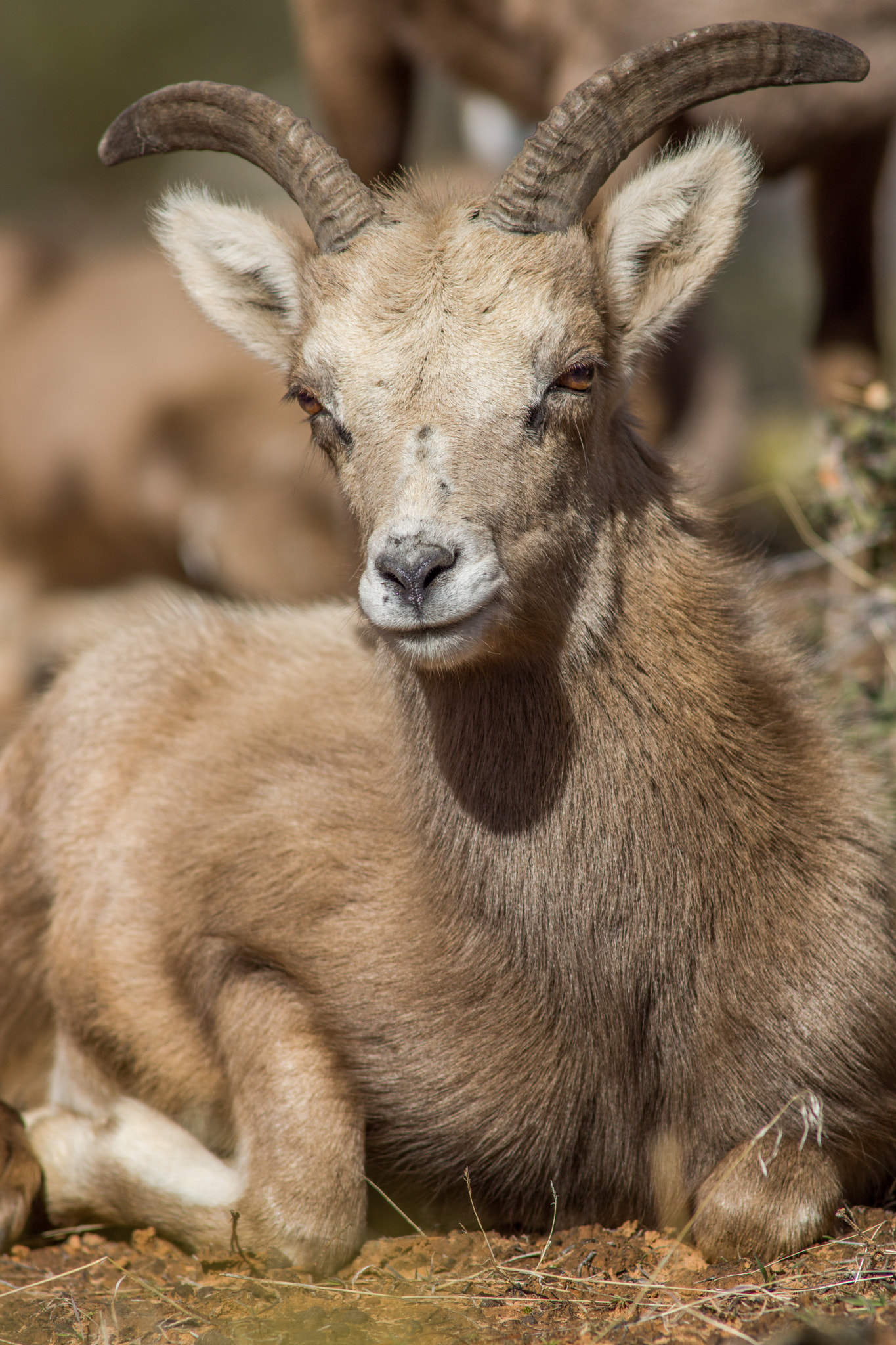 Sony SLT-A77 + Minolta AF 300mm F2.8 HS-APO G sample photo. Yearling ram at rest - desert bighorn at zion photography