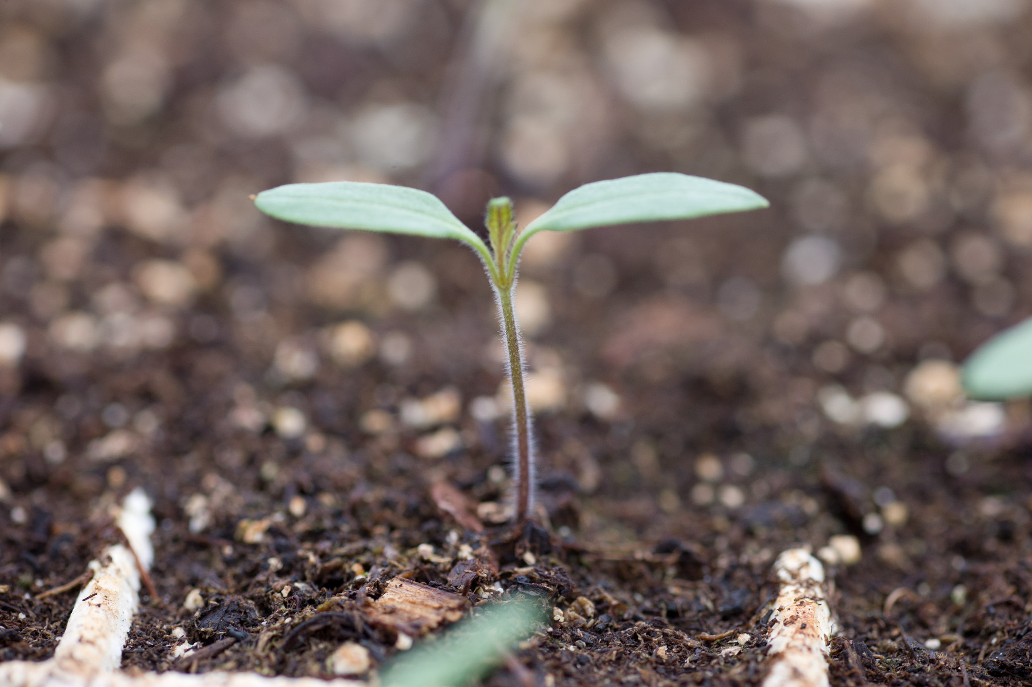 ZEISS Makro-Planar T* 100mm F2 sample photo. Seedling photography